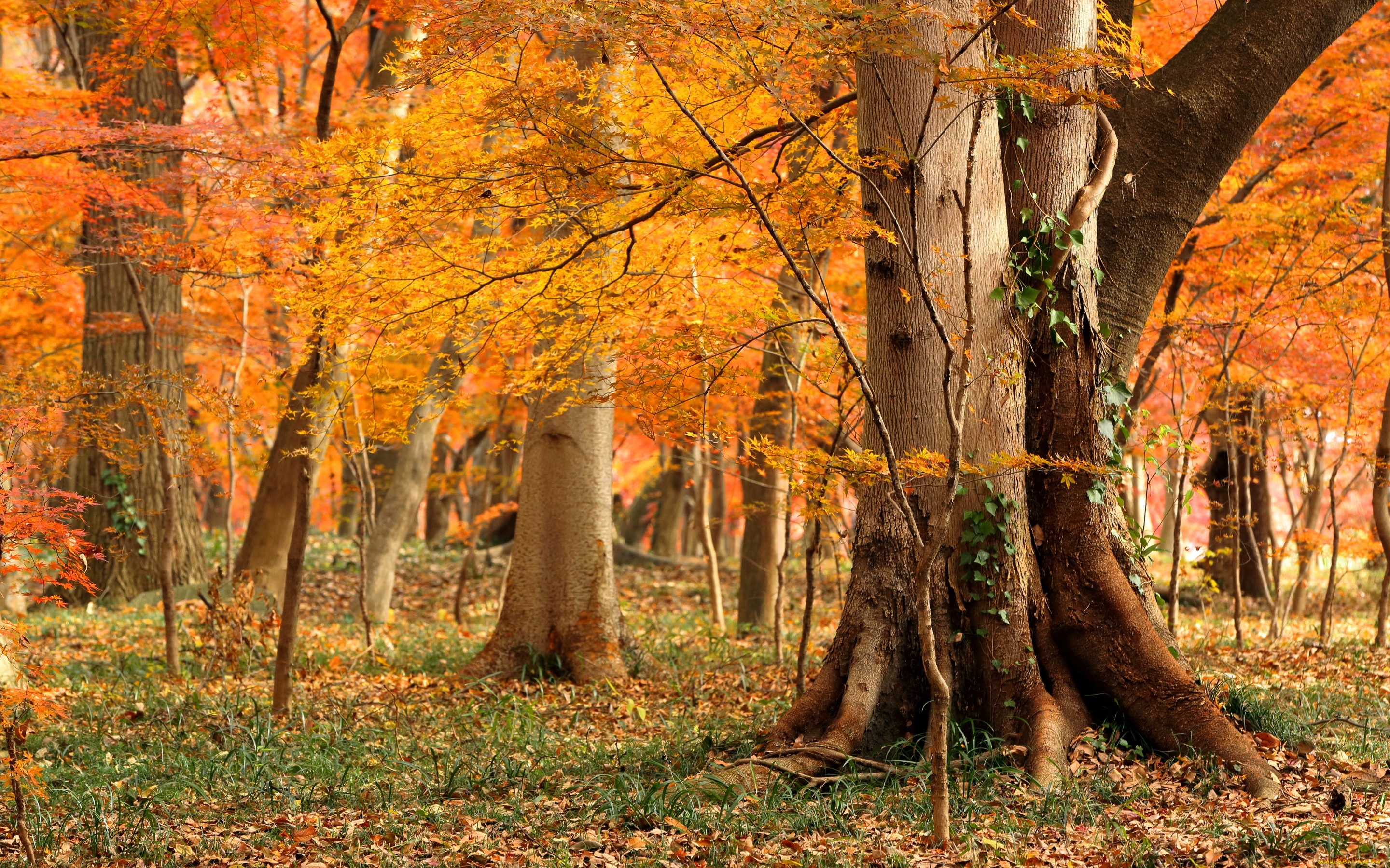 природа, лес, woodland, autumn, foliage, grass