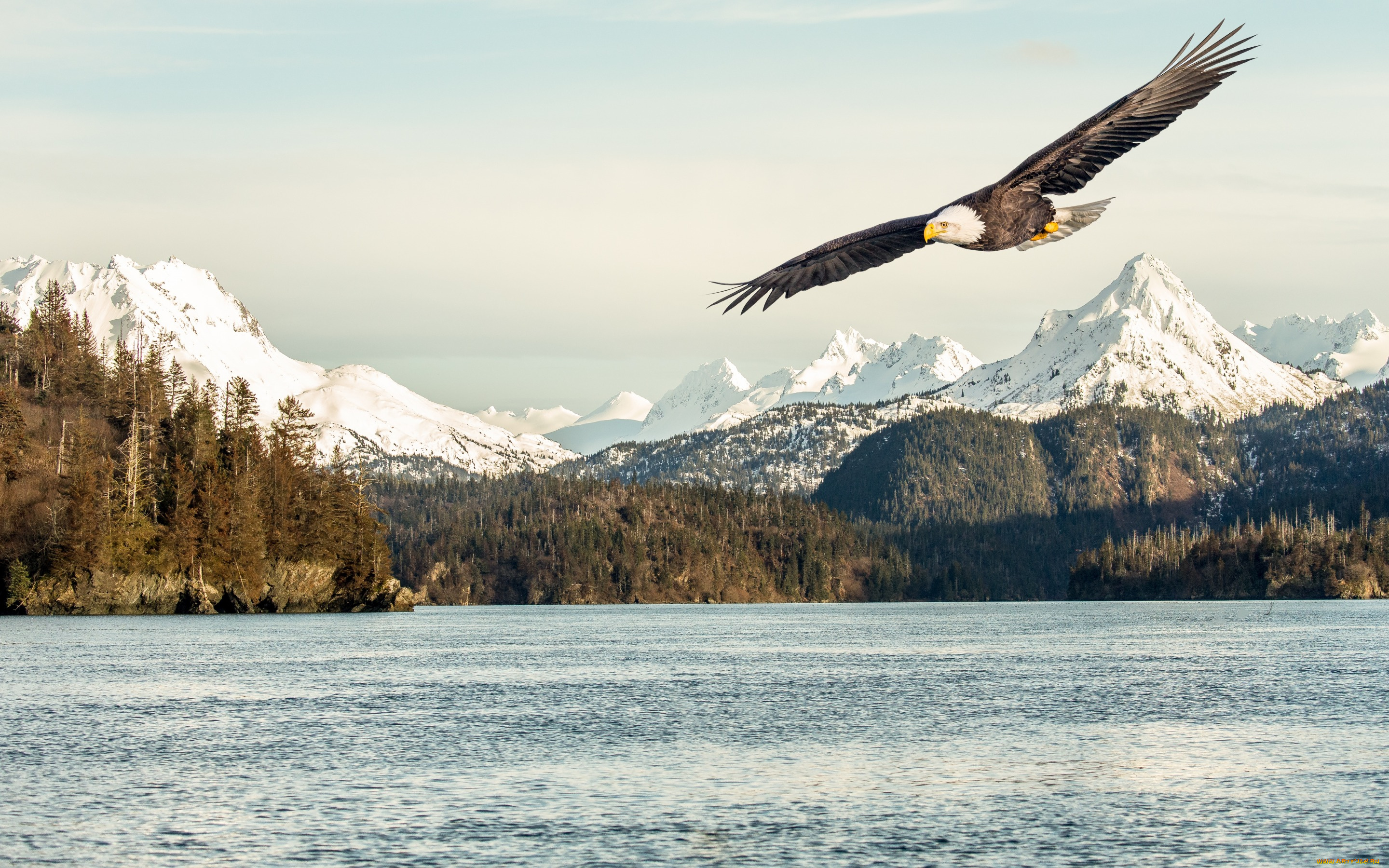 животные, птицы, -, хищники, snow, bird, flying, flight, sea, mountains, sunlight, bald, eagle