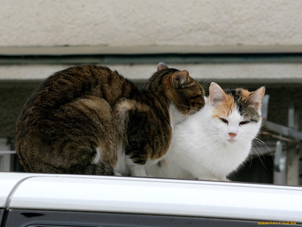 животные, коты