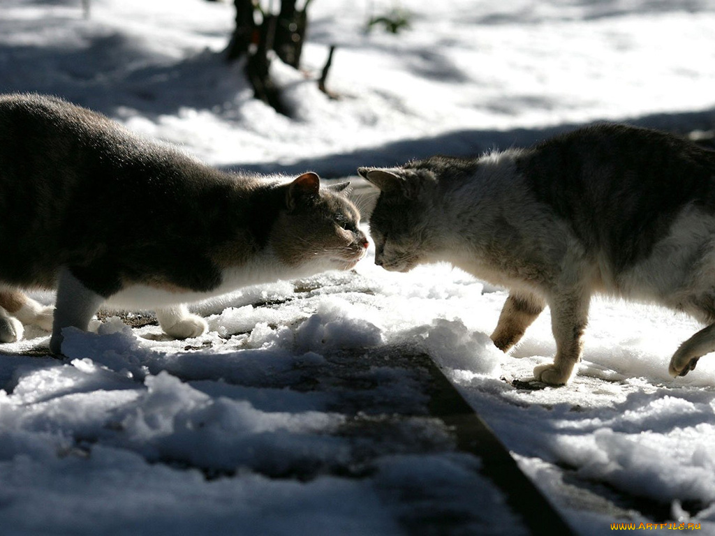 животные, коты