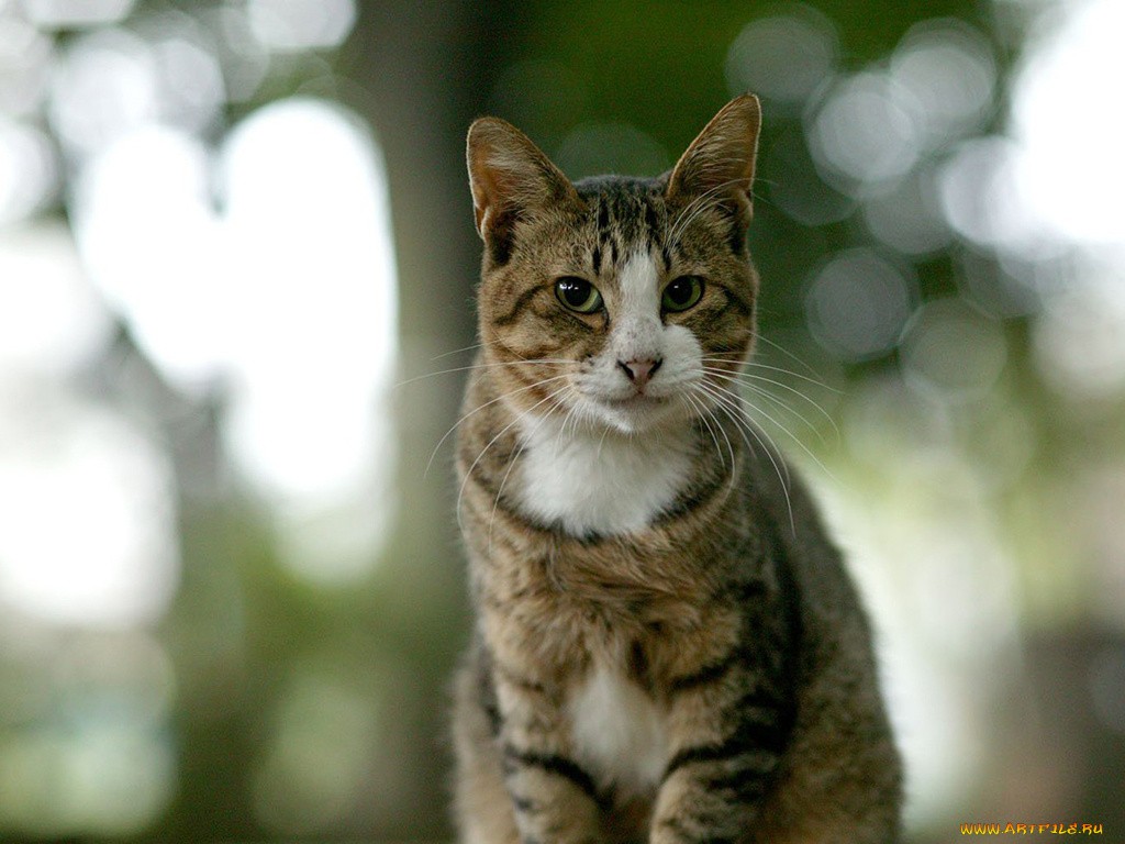 животные, коты