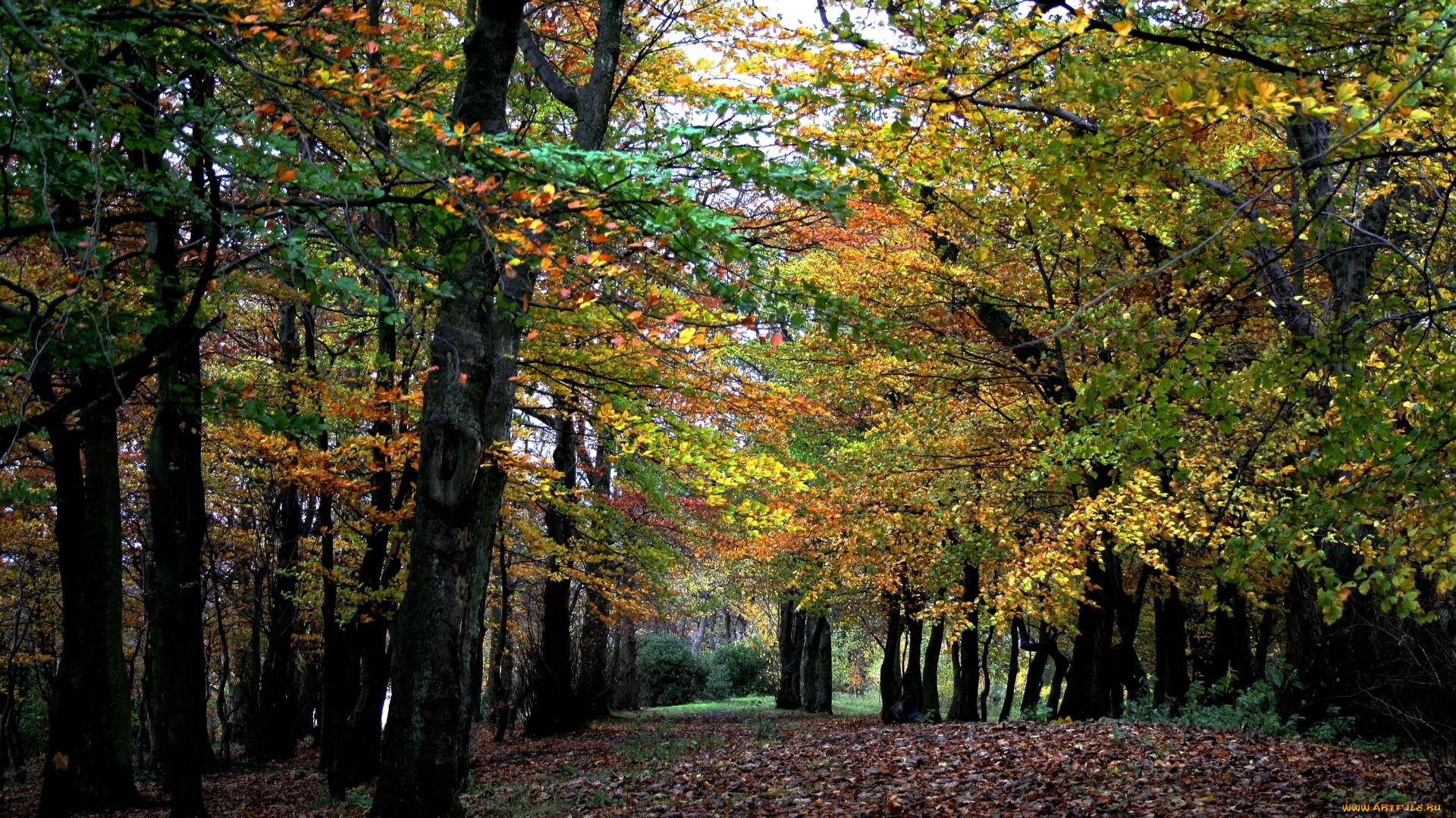 природа, лес, желтый, осень, деревья