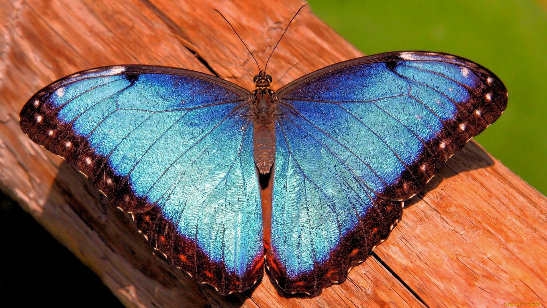 животные, бабочки, голубой, крылья