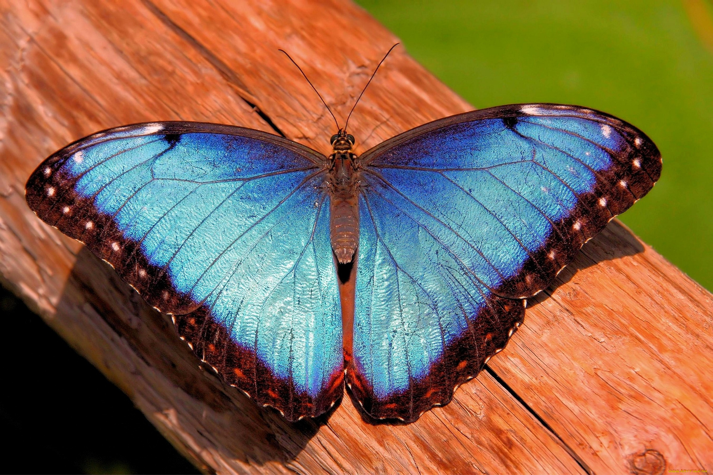 животные, бабочки, голубой, крылья