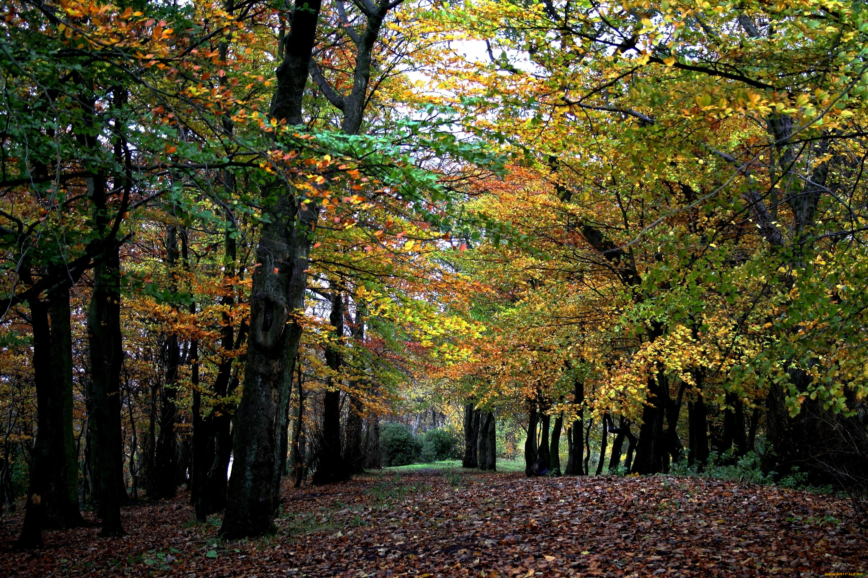 природа, лес, желтый, осень, деревья