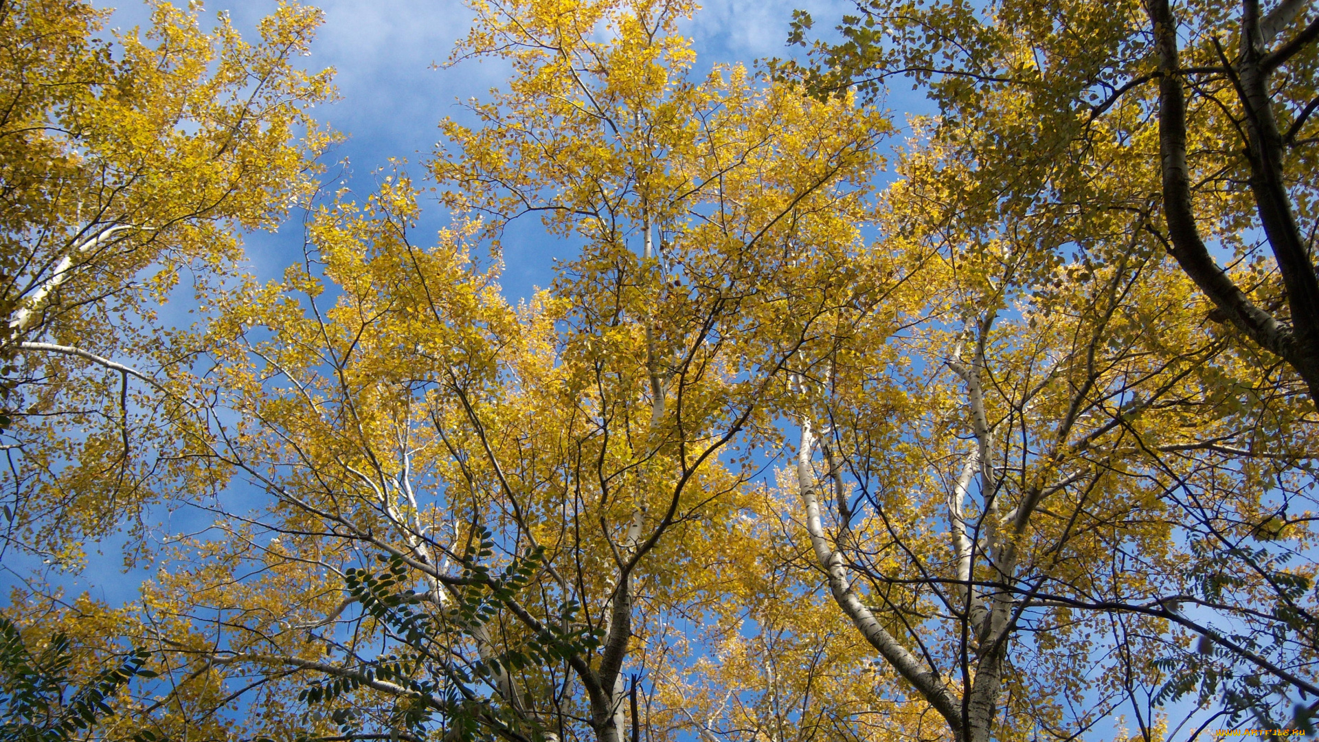 осень, природа, деревья, желтые, листики