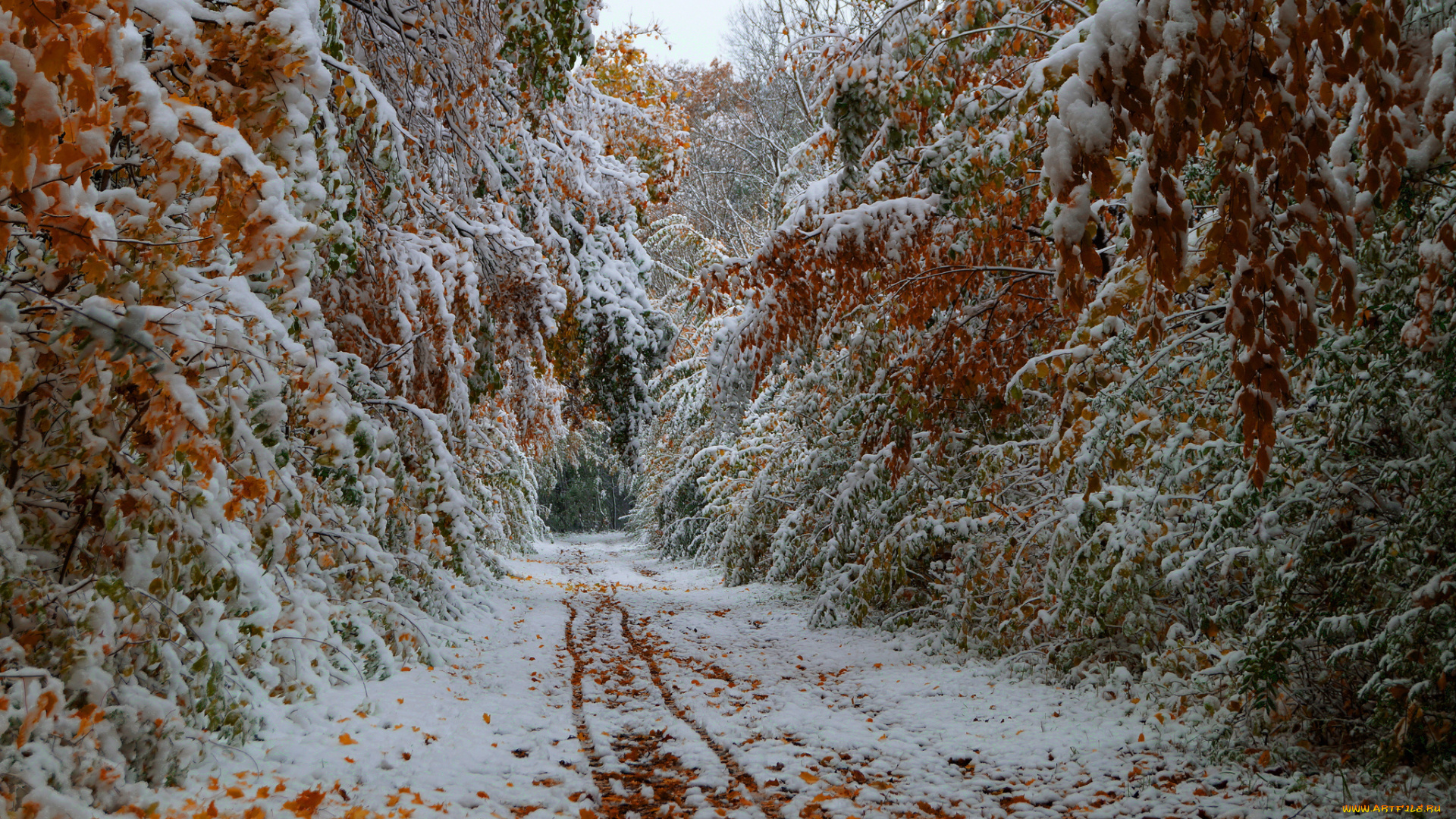 природа, дороги, октябрь, осень, листья, деревья, дорога, снег