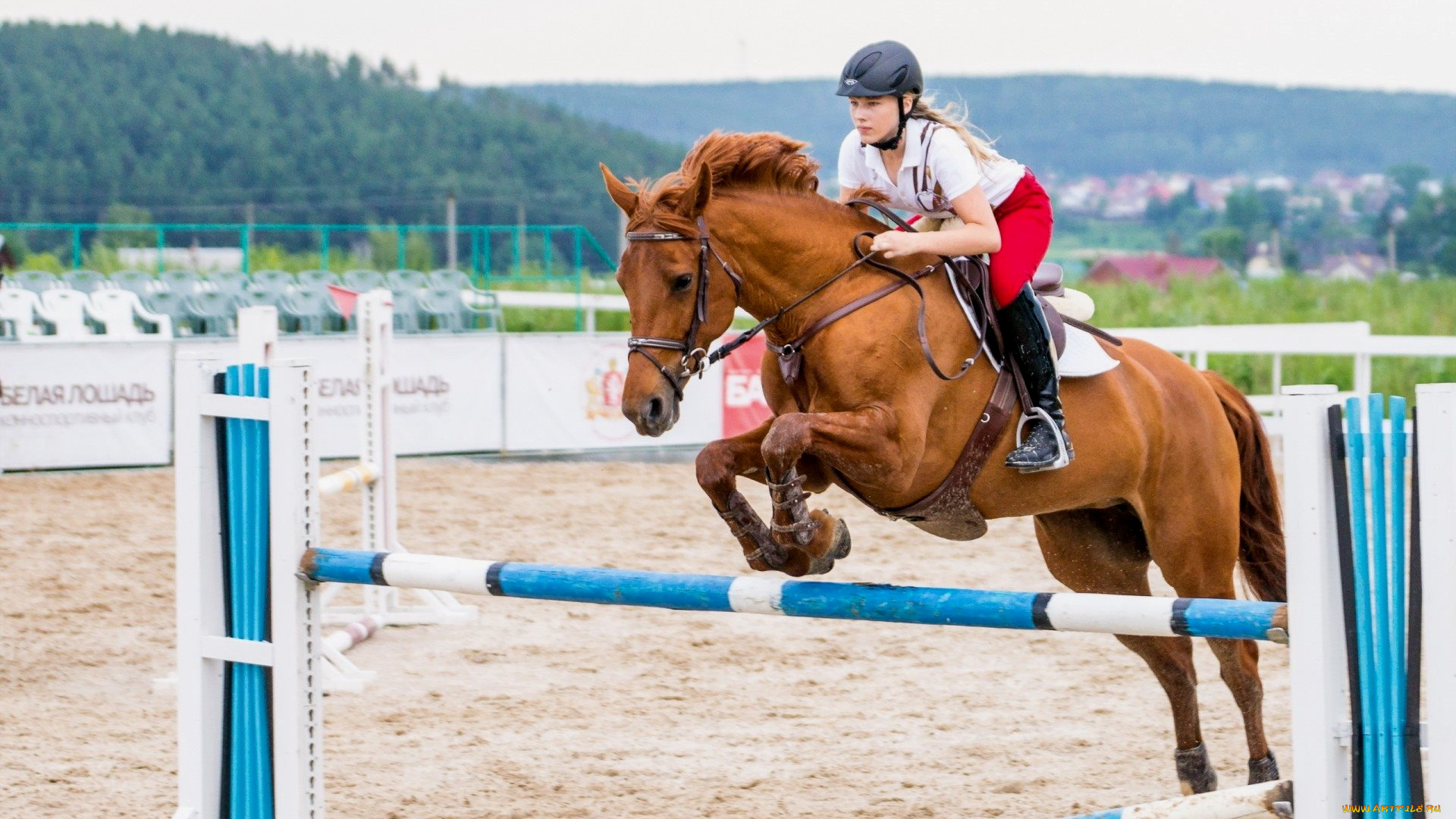 спорт, конный, барьер