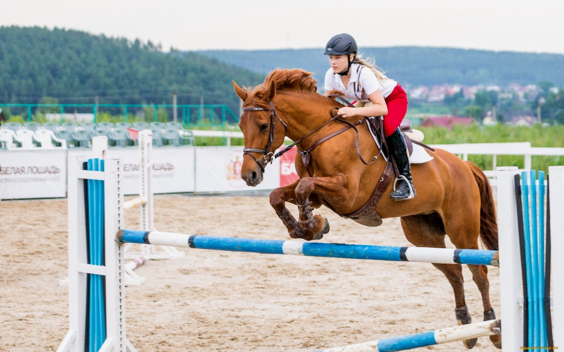 спорт, конный, барьер