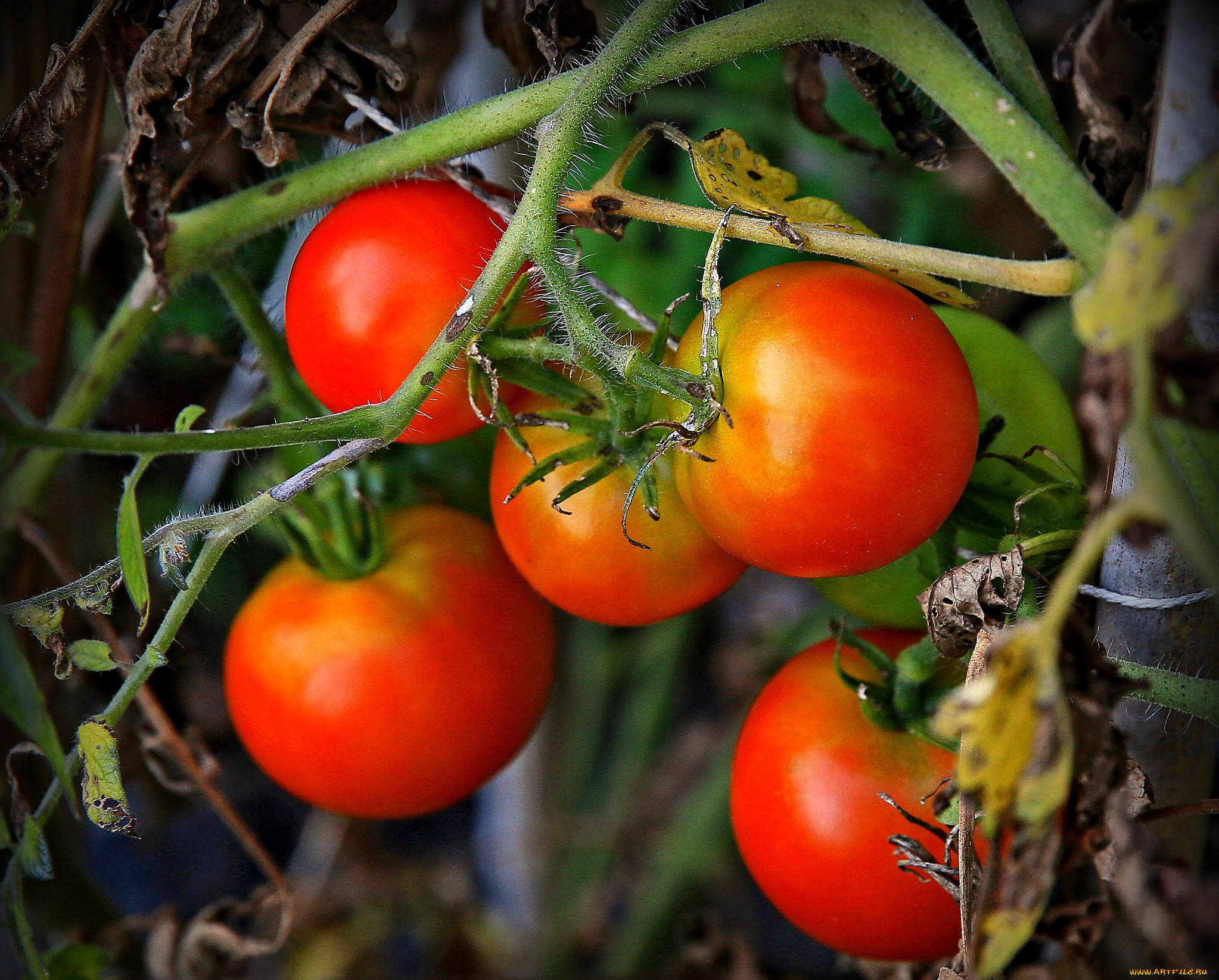 томаты полным полно фото