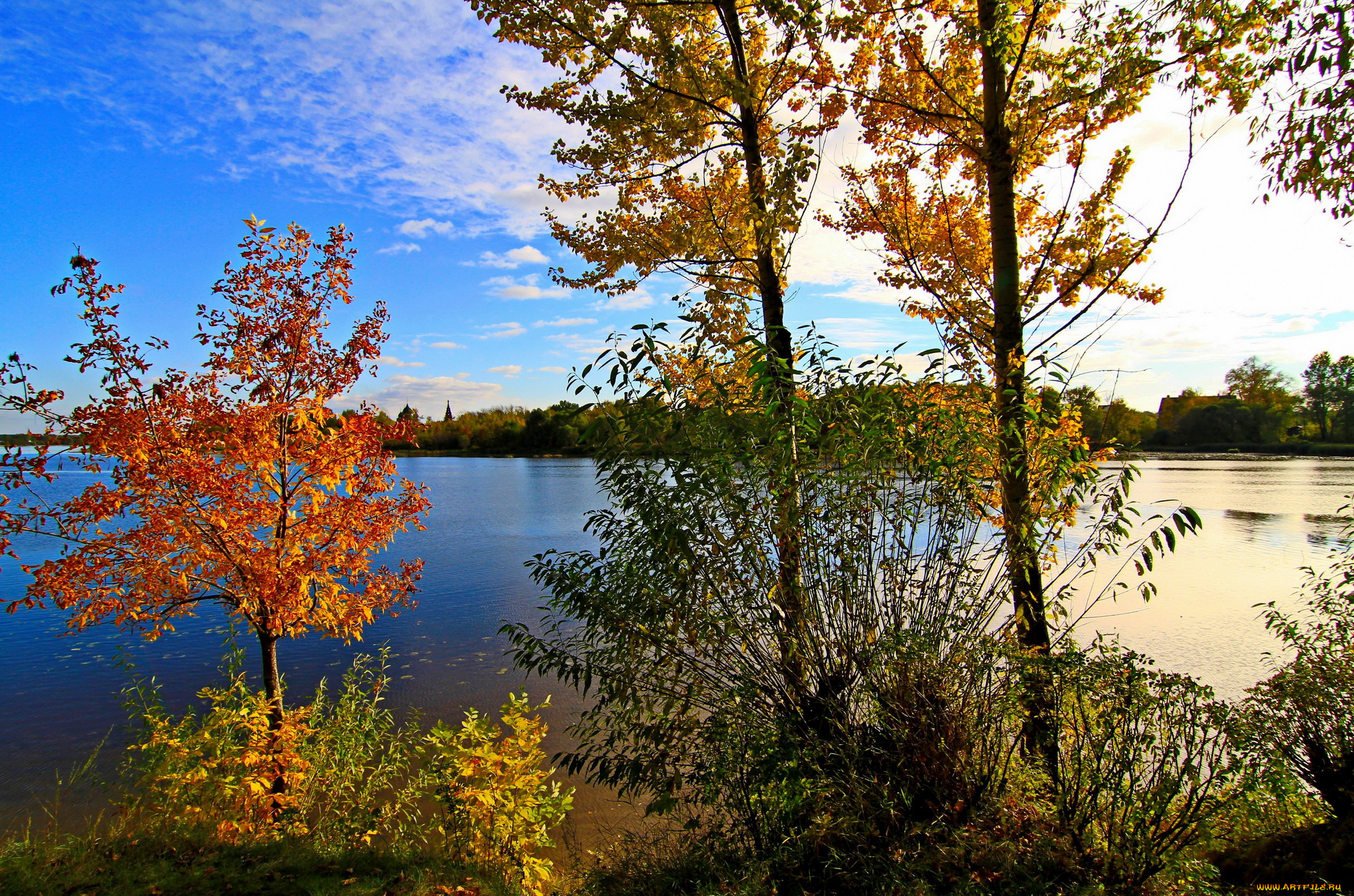 Природа р. Золотая осень Ярославль река. Река и лес Ярославль. Ярославль природа речки. Природа Ярославля река.