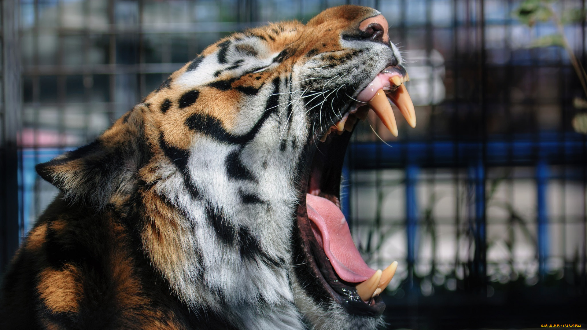 животные, тигры, кошка, морда, зевает, пасть, клыки, язык, мех, зоопарк