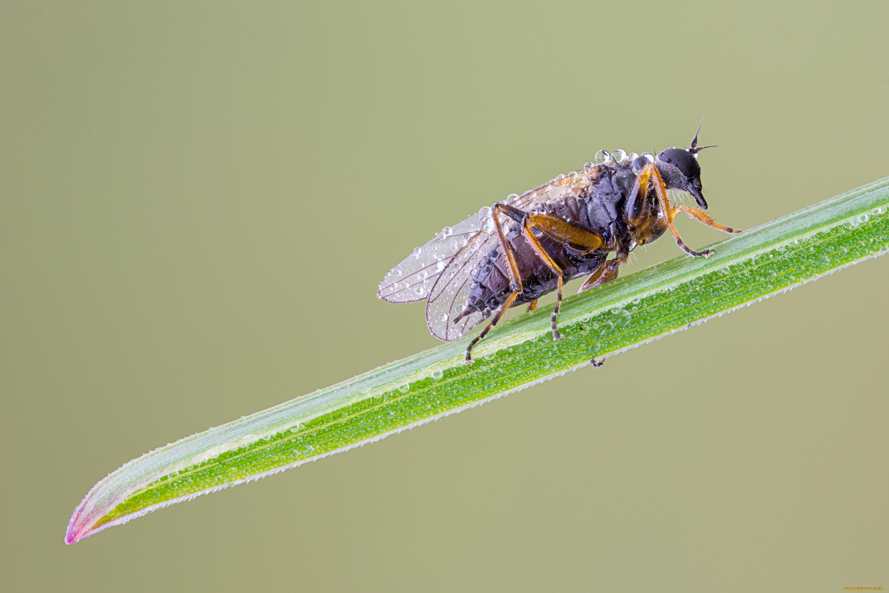 природа макро насекомое жук скачать