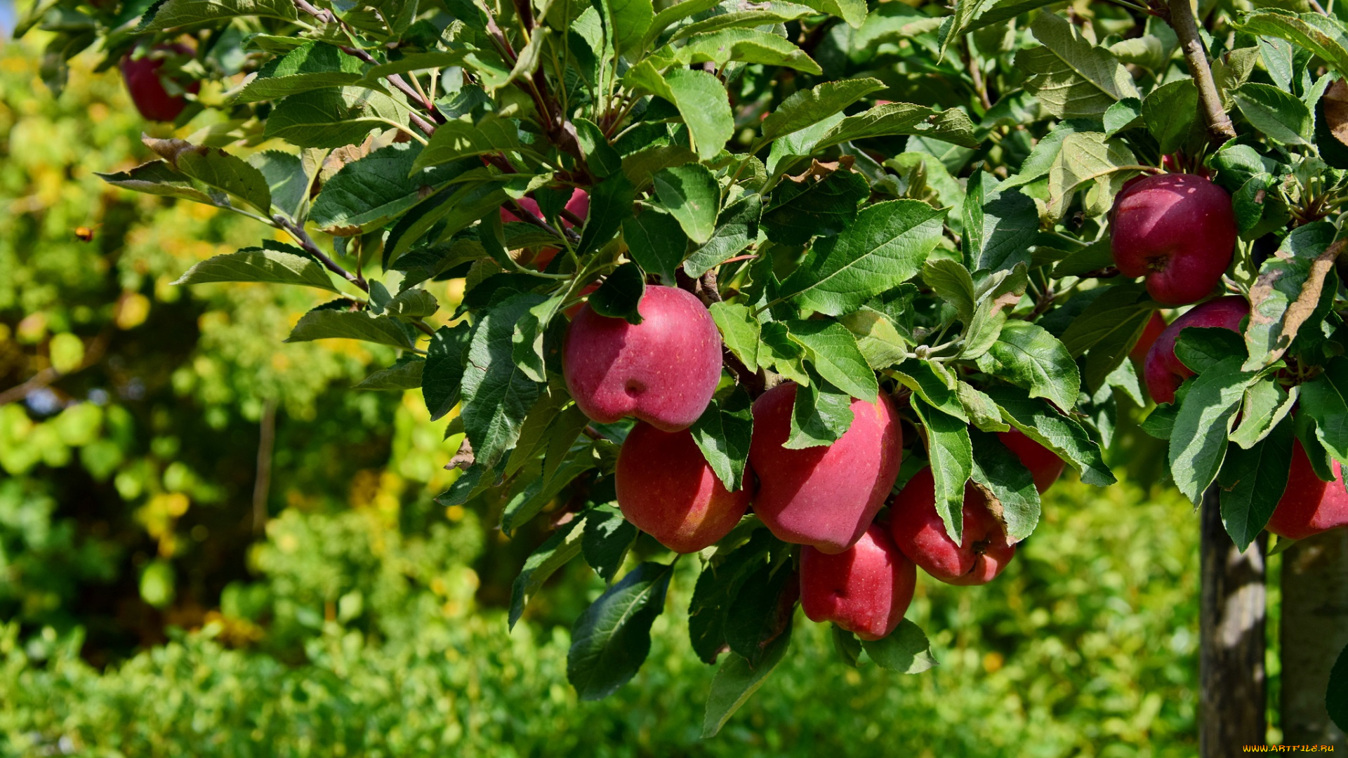 природа, плоды, яблоки, тоскана, осень, италия