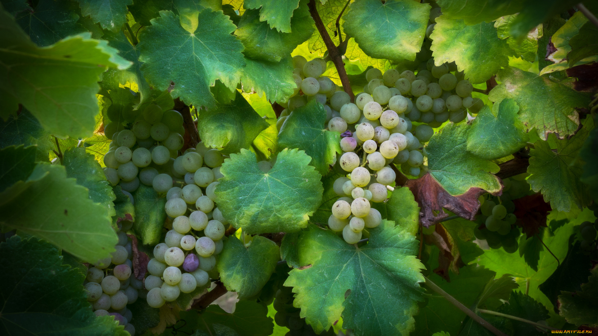 природа, Ягоды, , виноград, grapes, грозди, leaves, листва, виноградник, the, vineyard, виноград