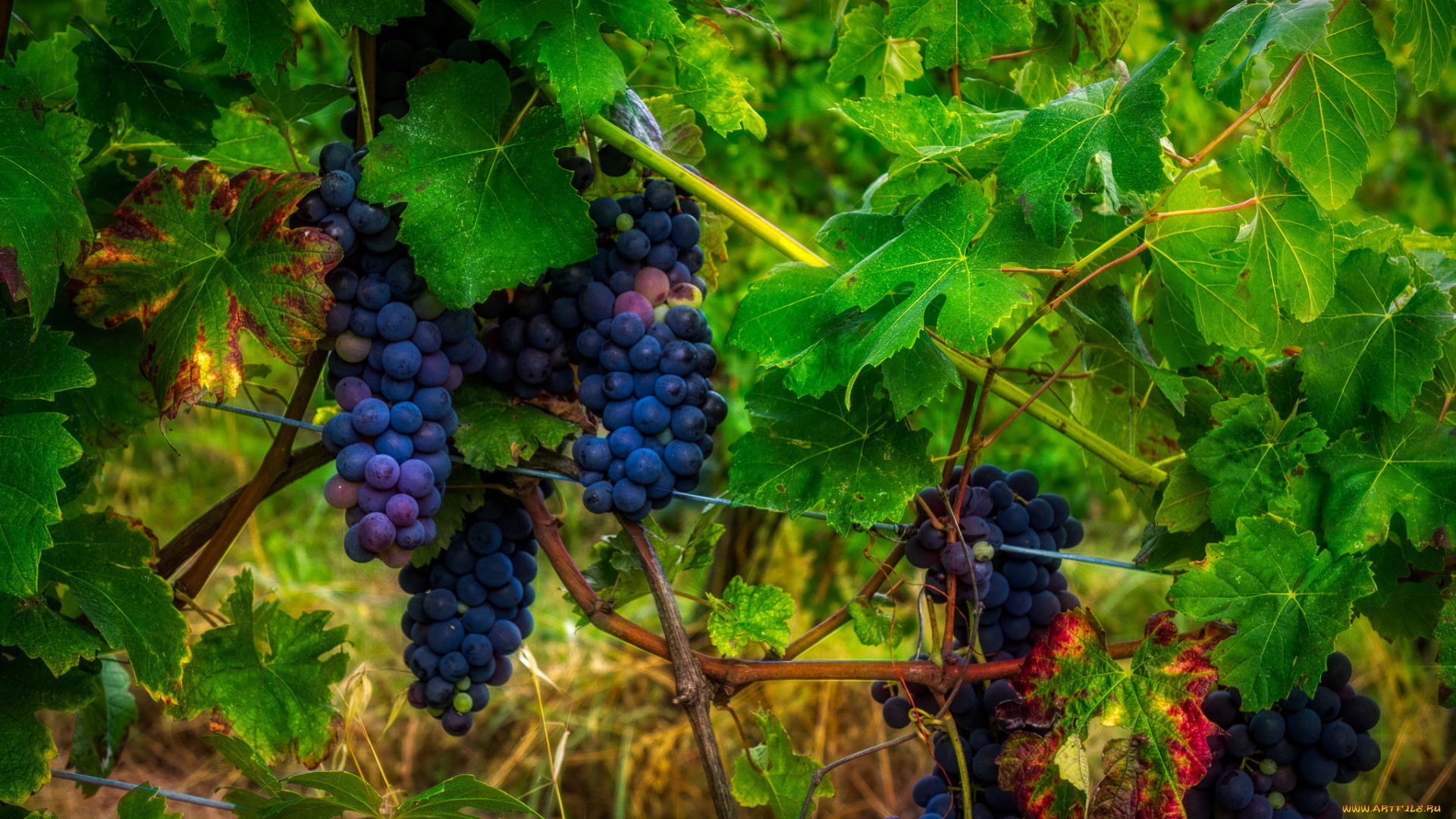 природа, Ягоды, , виноград, grapes, leaves, листва, виноградник, the, vineyard, виноград, грозди