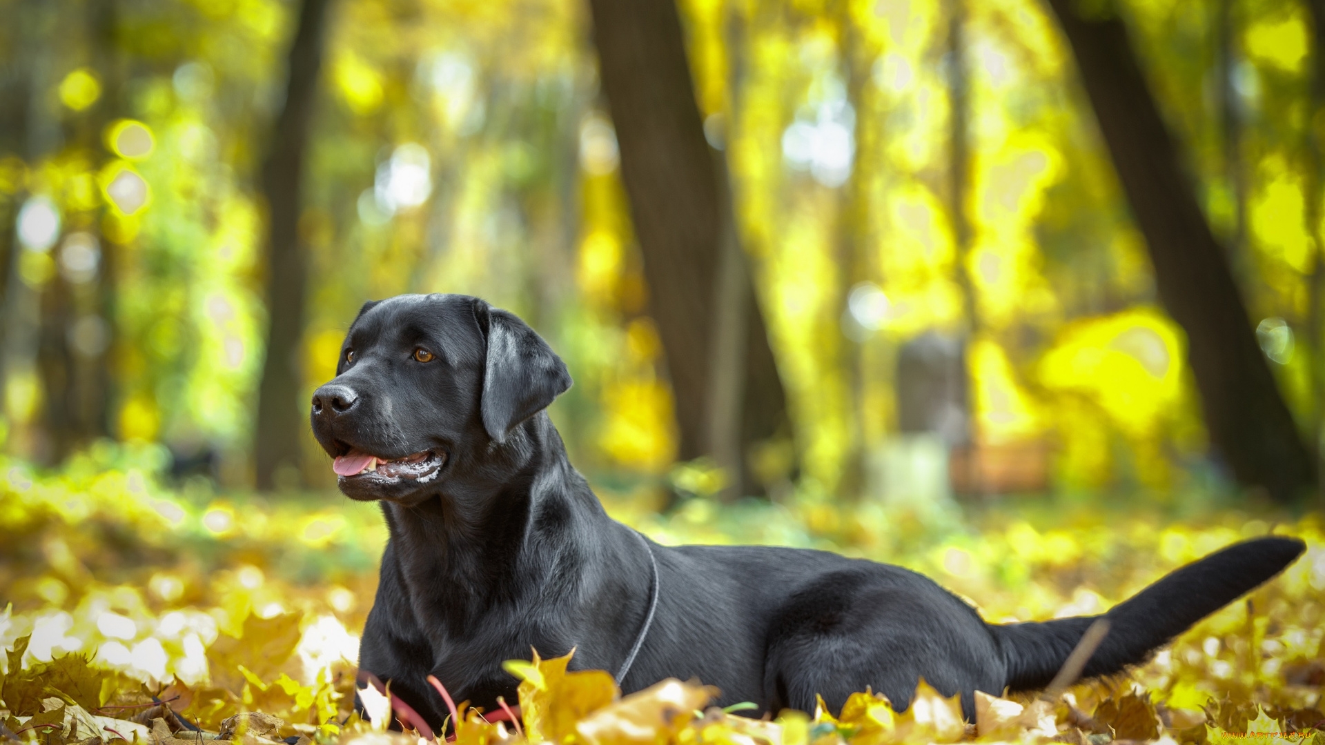 животные, собаки, осень, листья, пес, собака, животное, природа