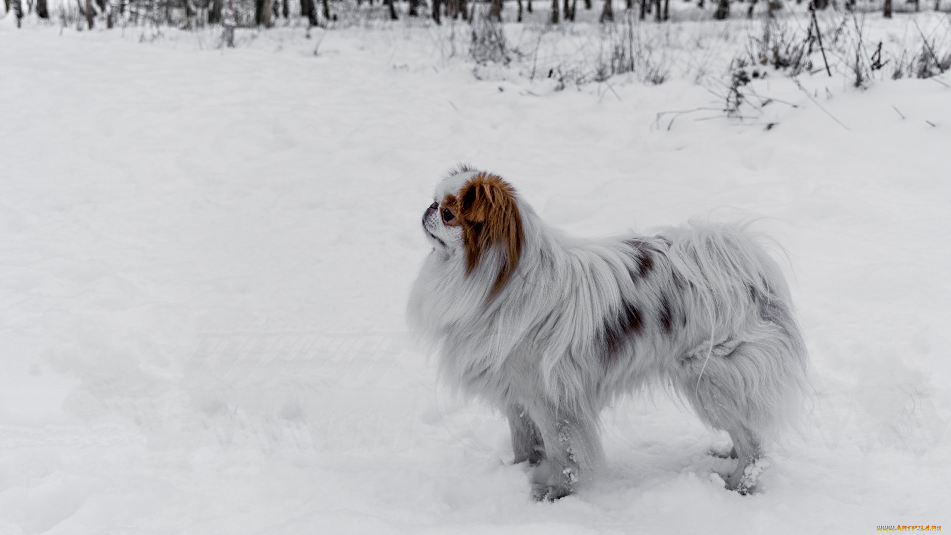 животные, собаки, профиль, снег