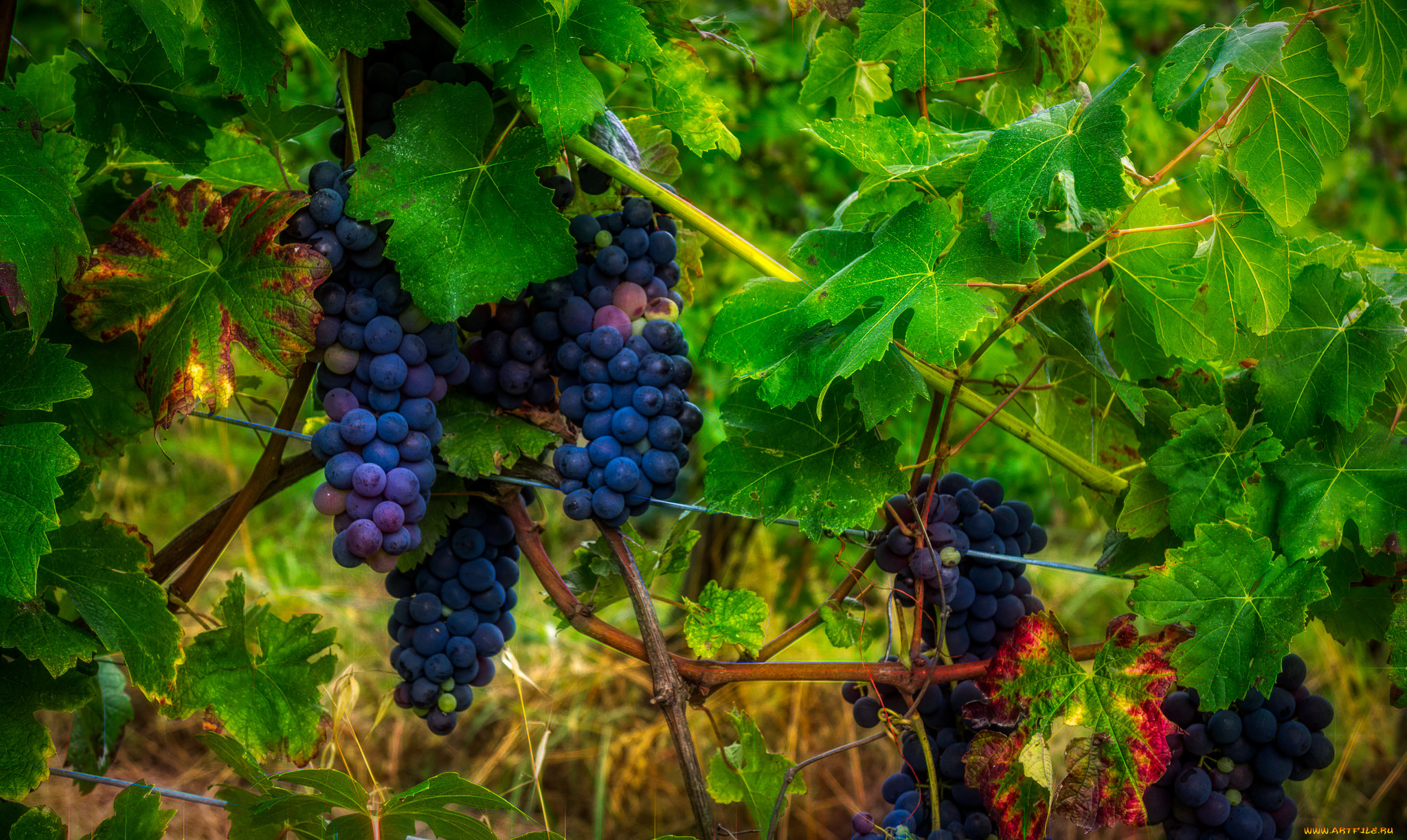 природа, Ягоды, , виноград, grapes, leaves, листва, виноградник, the, vineyard, виноград, грозди