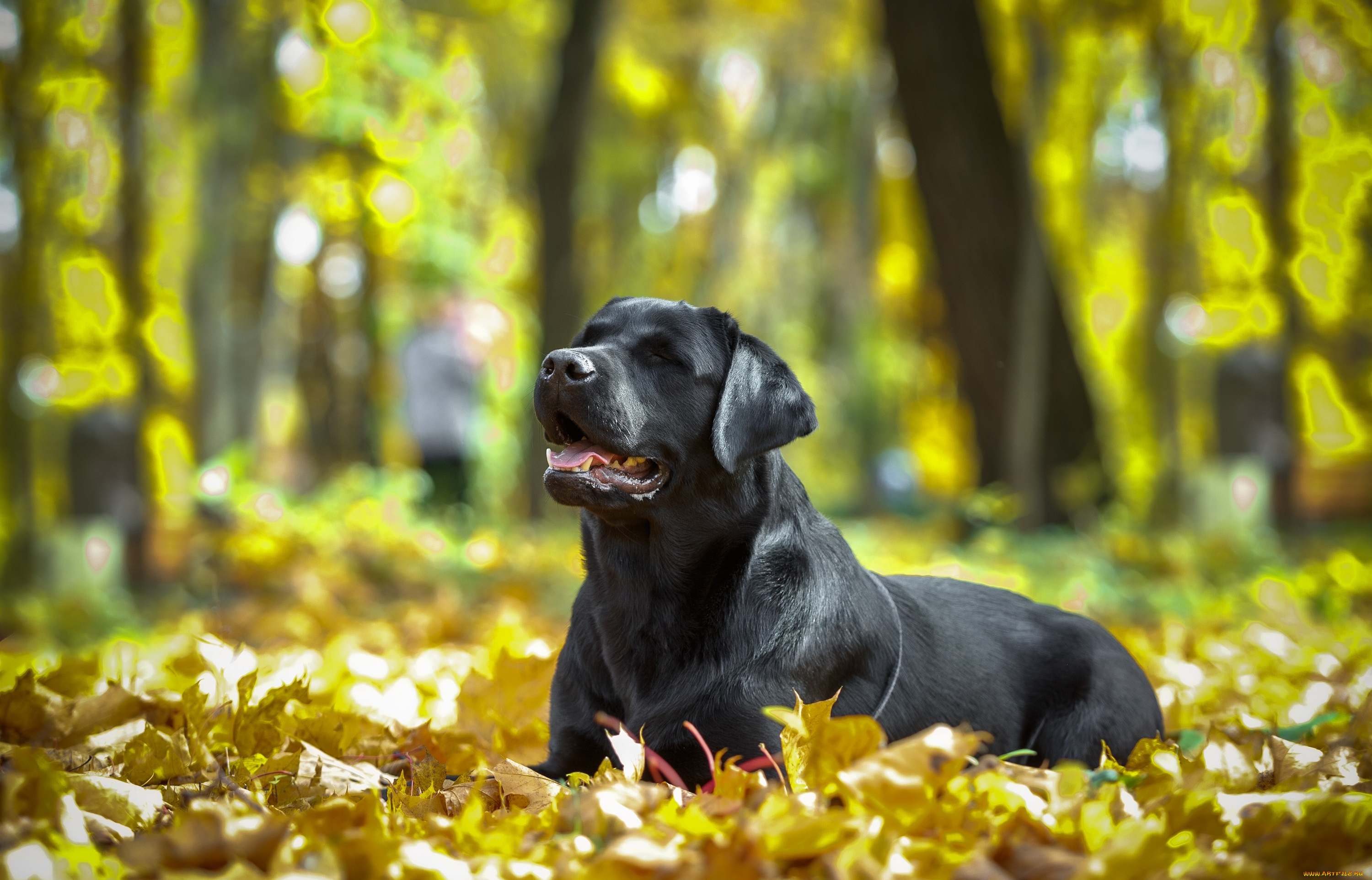 животные, собаки, листья, пес, природа, осень, животное
