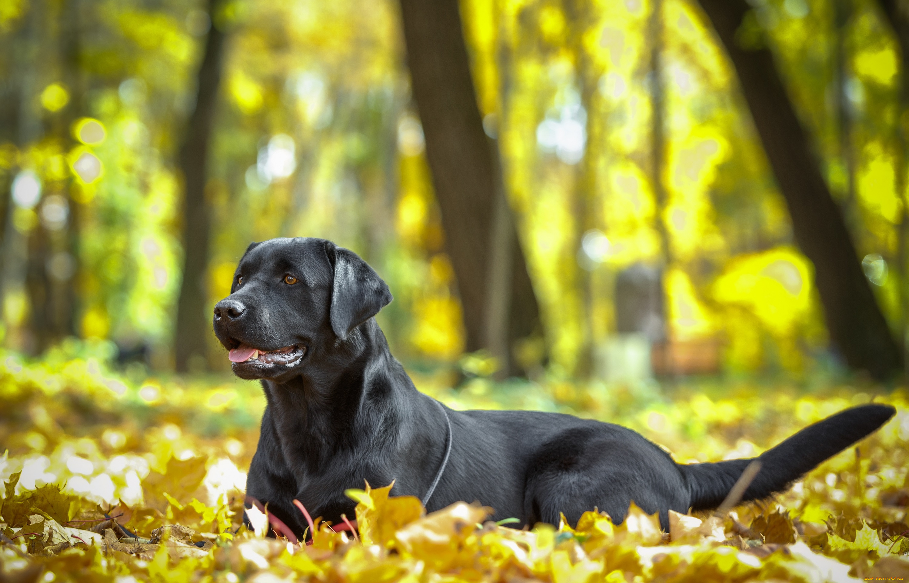 животные, собаки, осень, листья, пес, собака, животное, природа