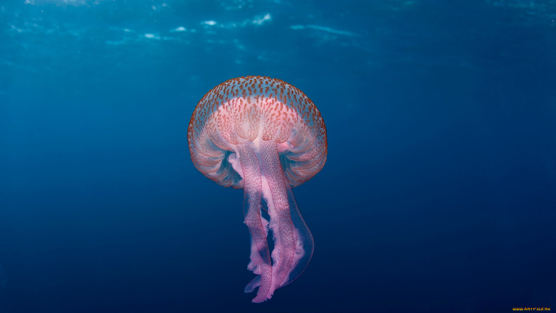 животные, медузы, море, океан, вода, мир, подводный