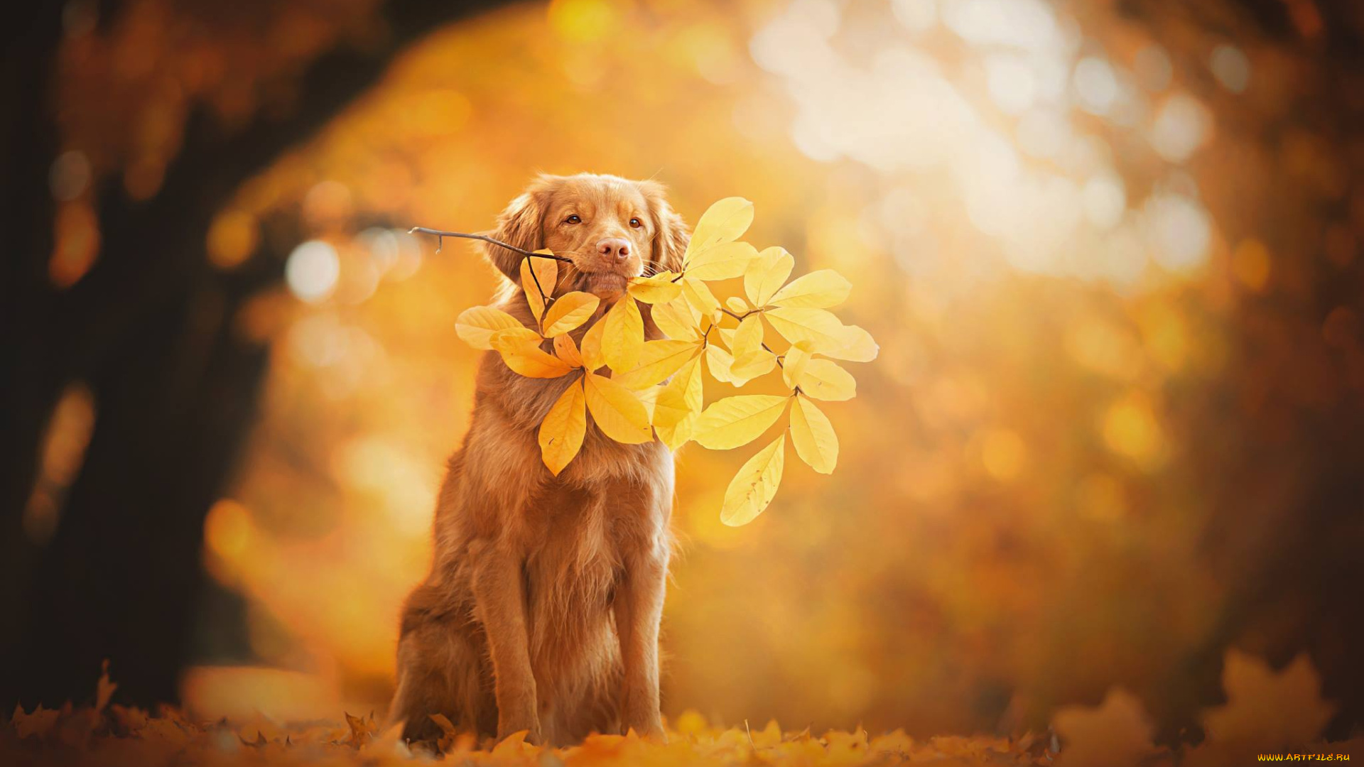 животные, собаки, новошотландский, ретривер, боке, ветка, собака, листья, осень