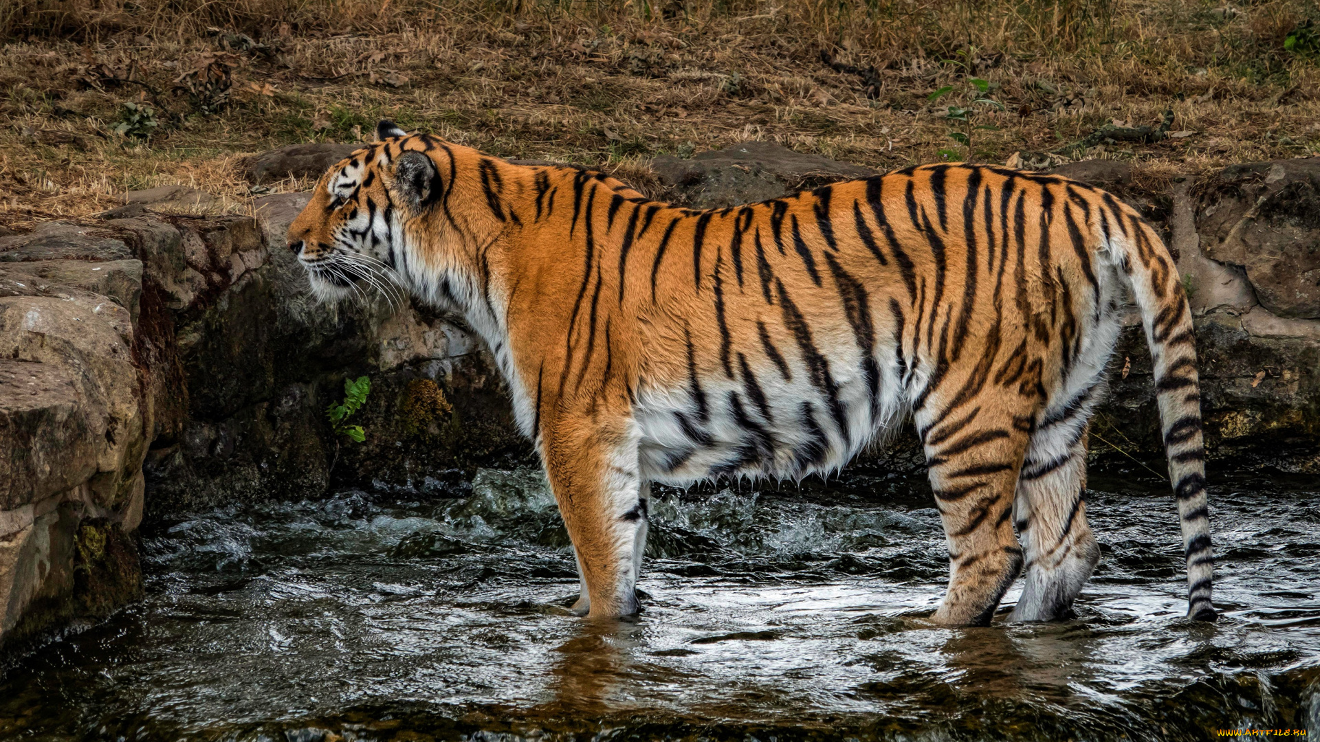 животные, тигры, природа, трава, кошка, стоит, лапы, водопад, камни, поза, мокрый, тигр