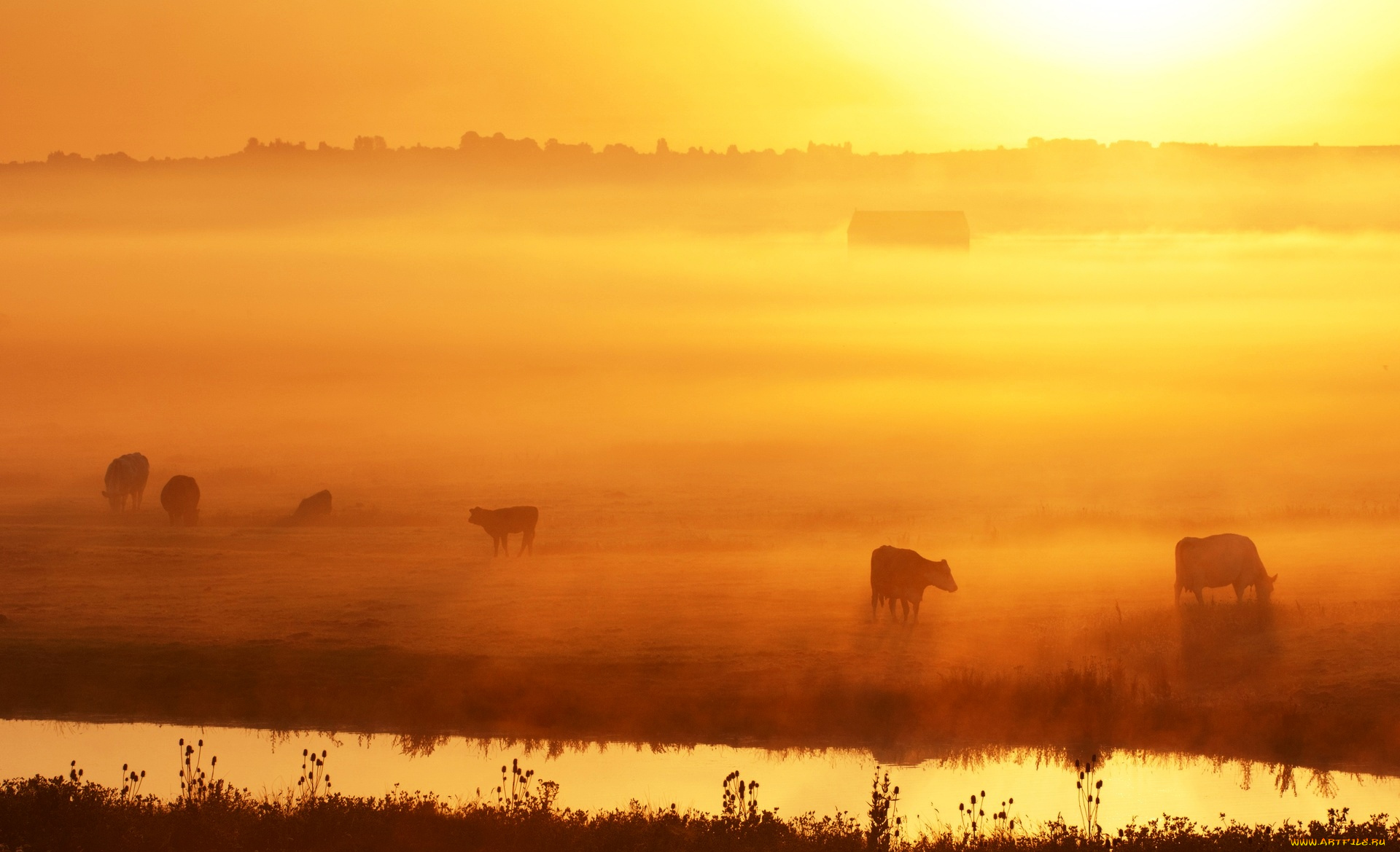 животные, коровы, , буйволы, речка, утро, луг, туман