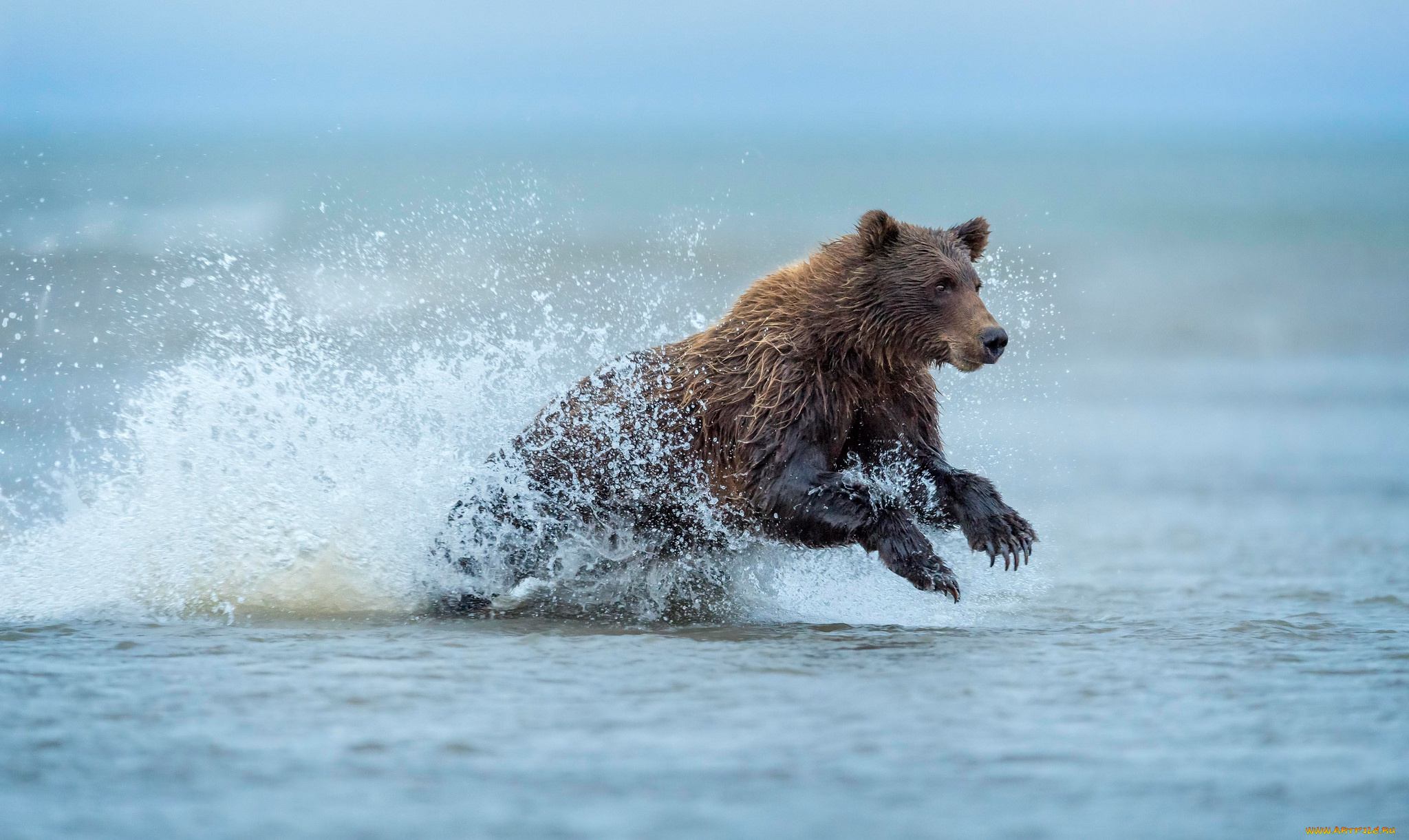 Медведь плавает скорость. Медведь. Медведь бежит. Бурый медведь. Бурый медведь бежит.