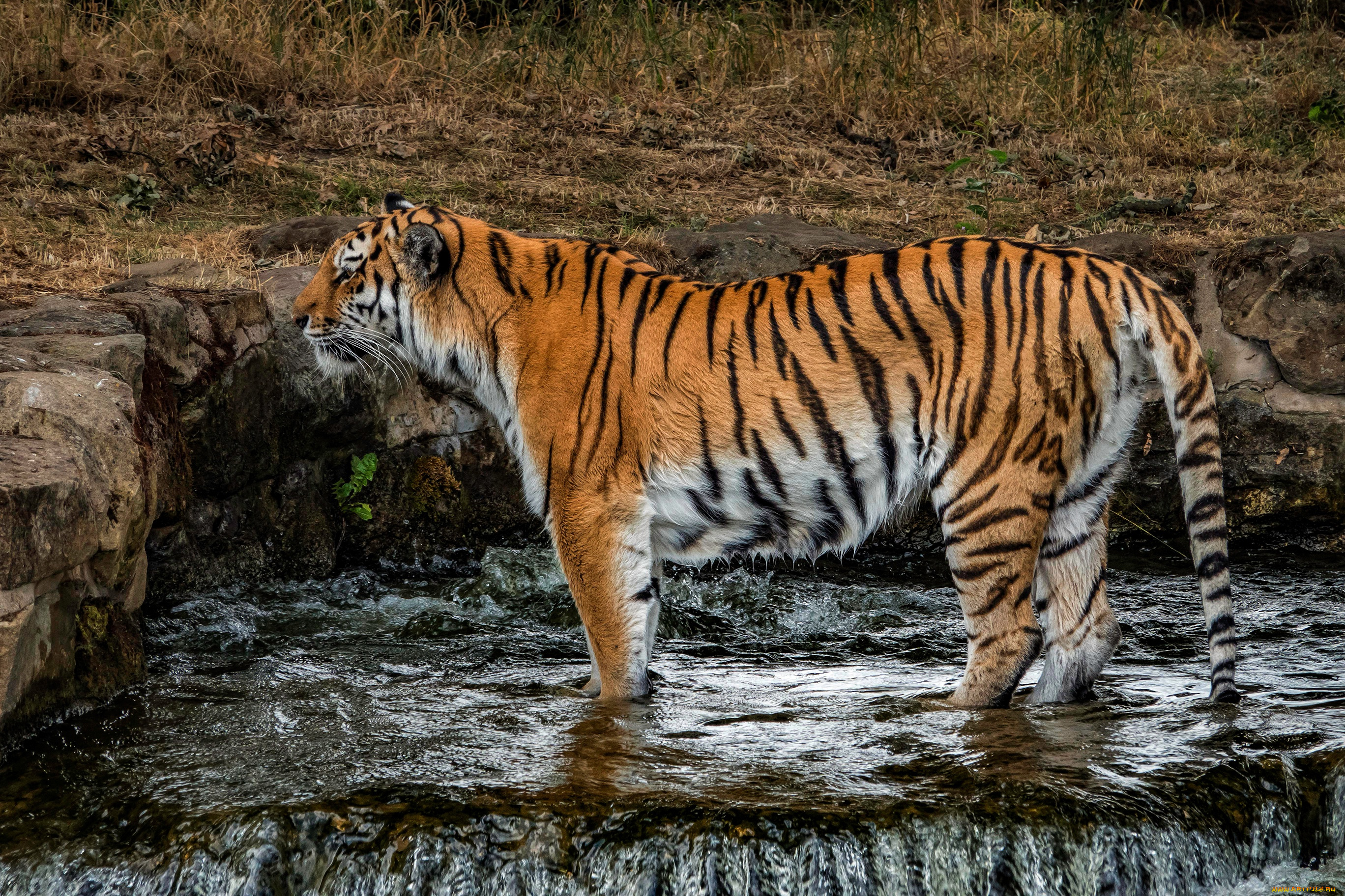 животные, тигры, природа, трава, кошка, стоит, лапы, водопад, камни, поза, мокрый, тигр
