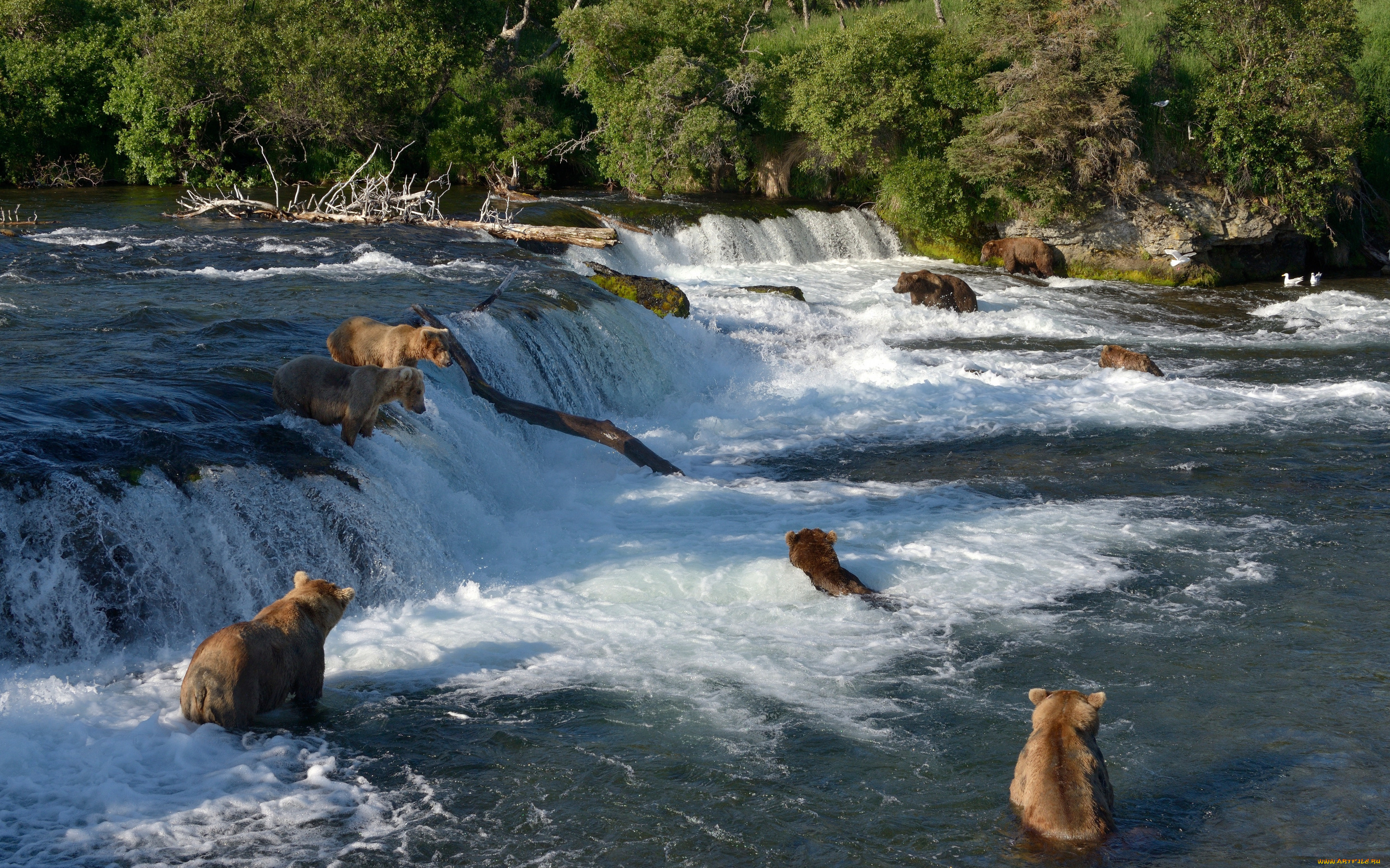 животные, медведи, река, водопад, брукс, brooks, river, национальный, парк, катмай, katmai, national, park, alaska, аляска, рыбалка, falls, купание
