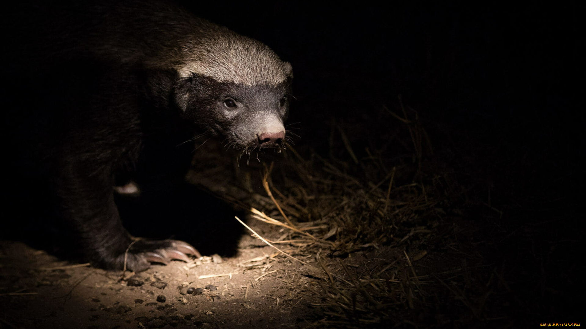 медоед, животные, барсуки, honey, badger, куньи, животное, хищник, африка, бесстрашный, когти, шерсть, млекопитающее