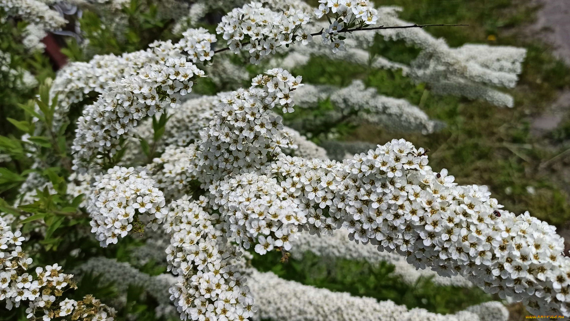 цветы, таволга, , спирея, , лабазник, белая, таволга, ветки