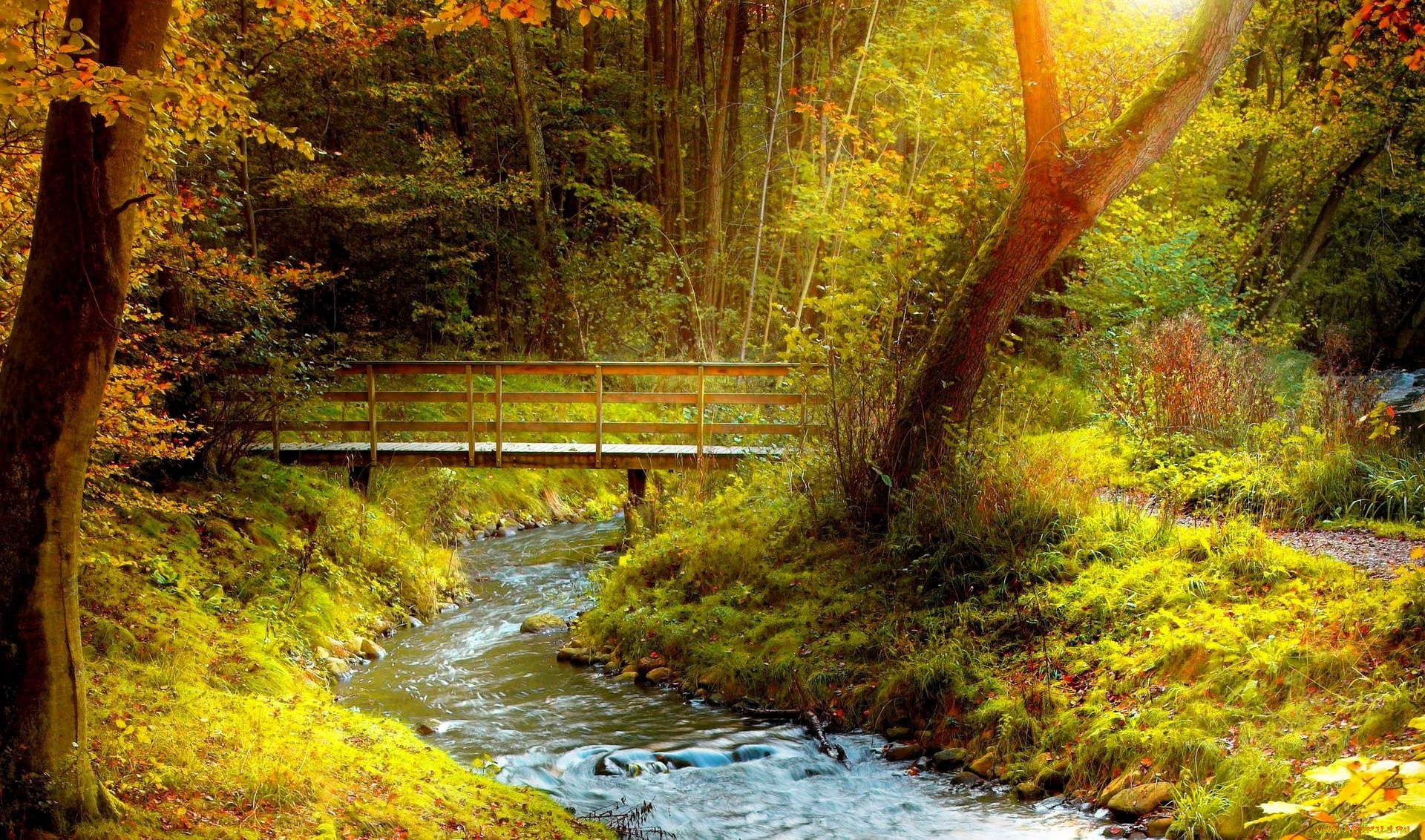 природа, реки, озера, лес, река, осень, мост