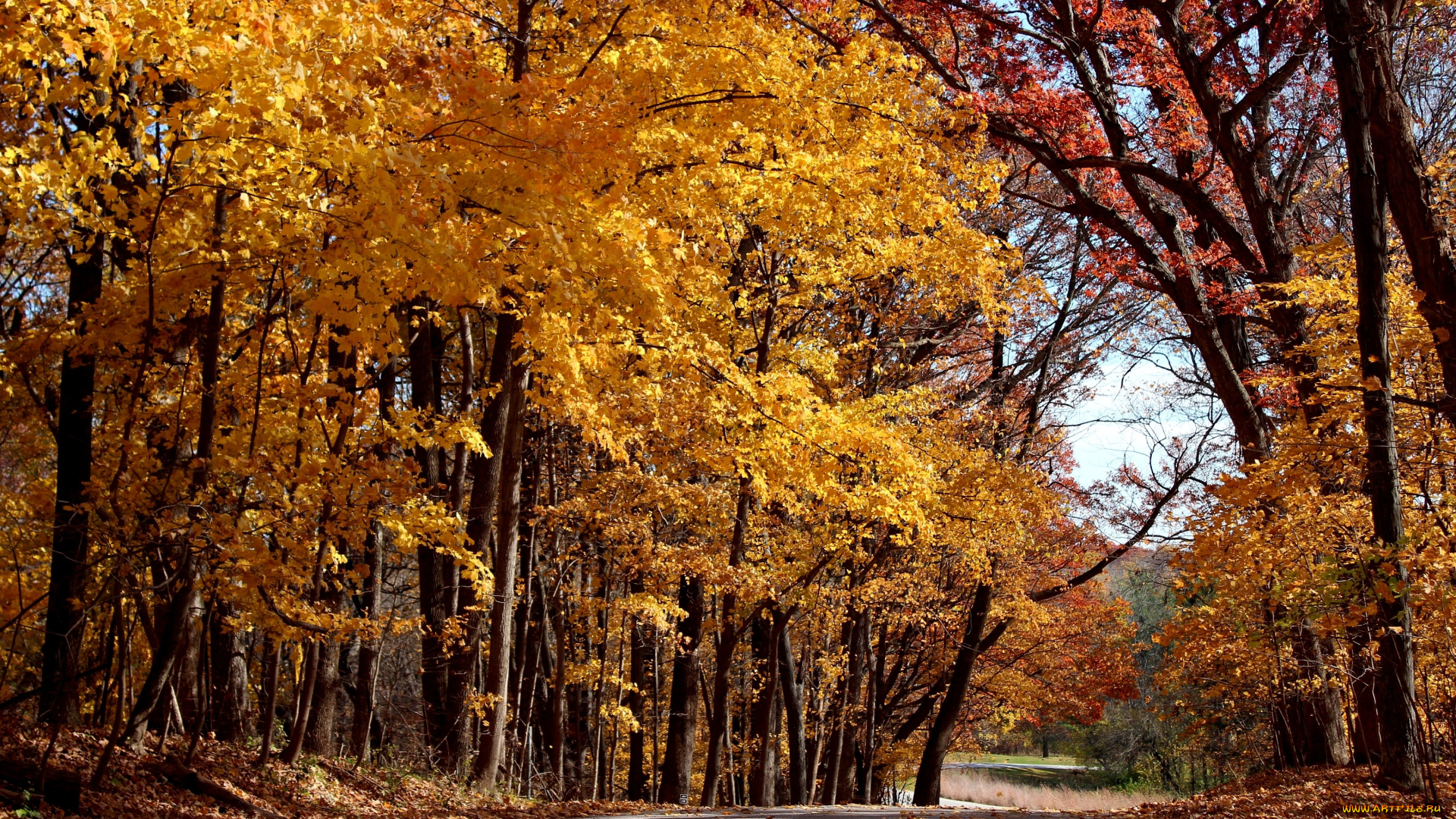природа, дороги, осень, желтый