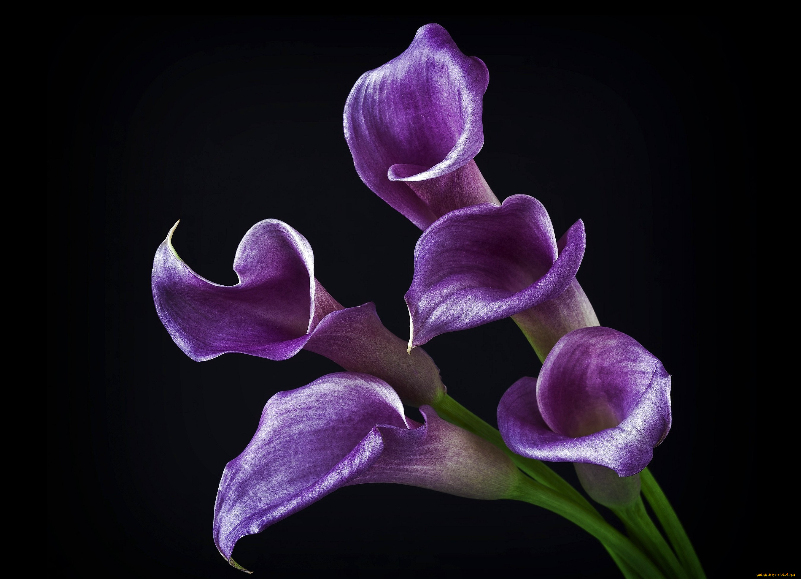 цветы, каллы, фиолетовый