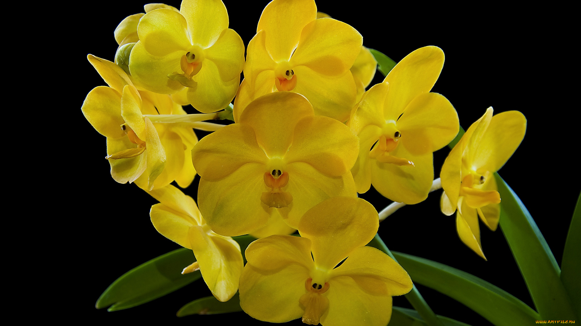 цветы, орхидеи, желтый, ветка, экзотика