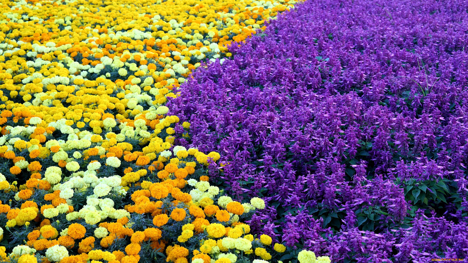 цветы, разные, вместе, фиолетовый, желтый, бархатцы, сальвия