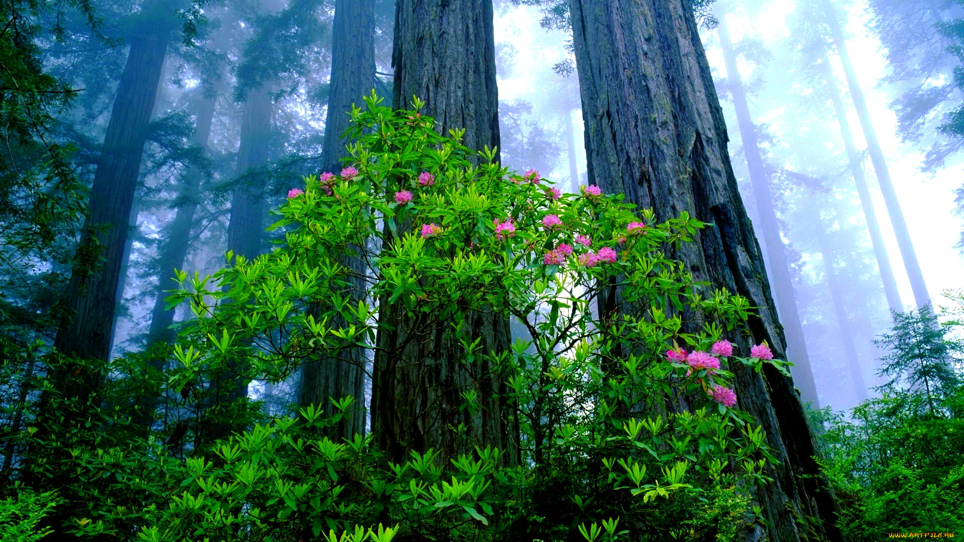 природа, лес, цветущий, куст, туман