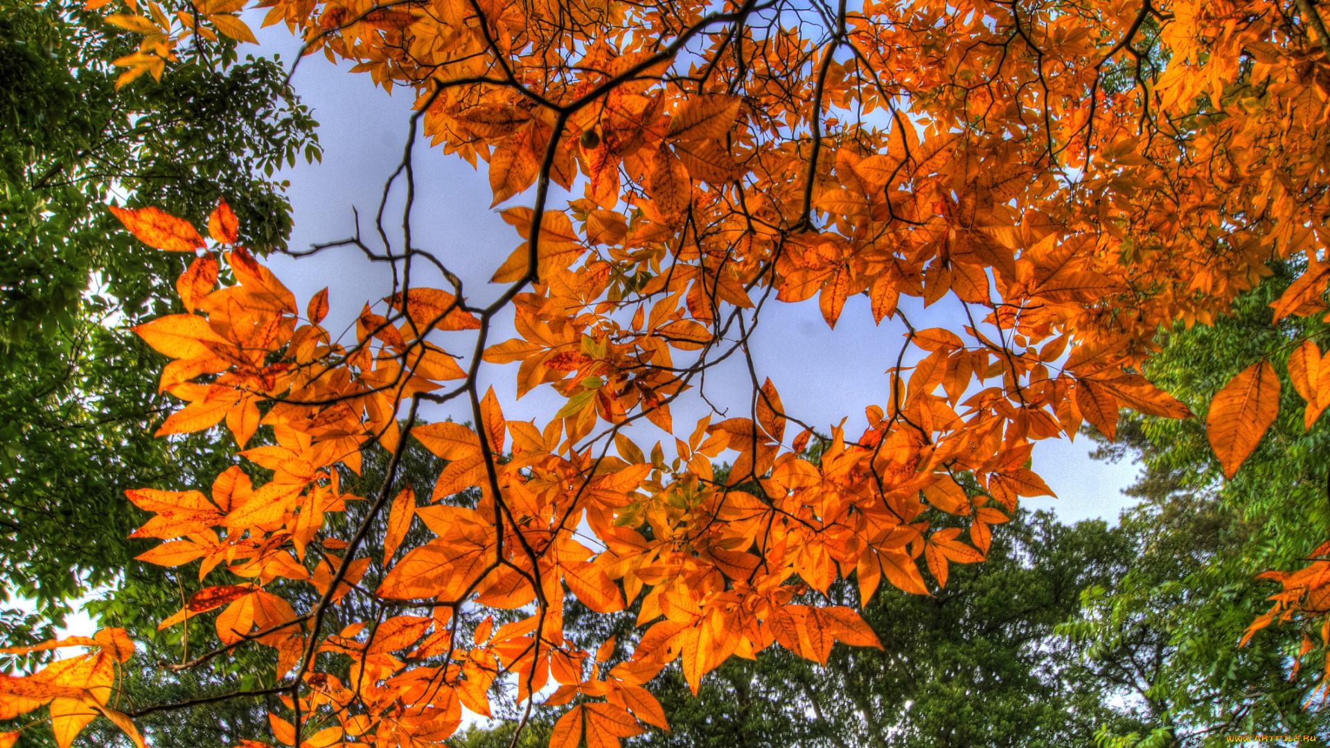 природа, листья, ветки, оранжевый, осень