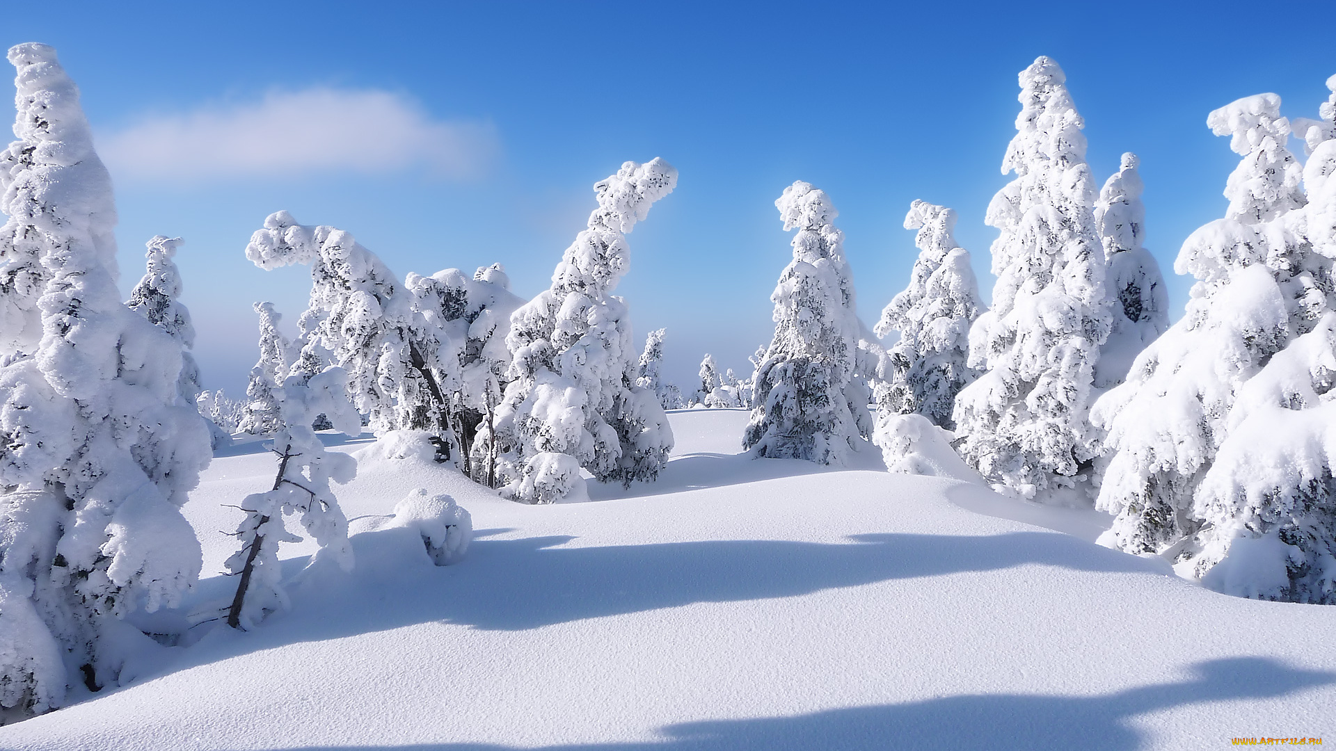природа, зима, снег, сугробы, елки