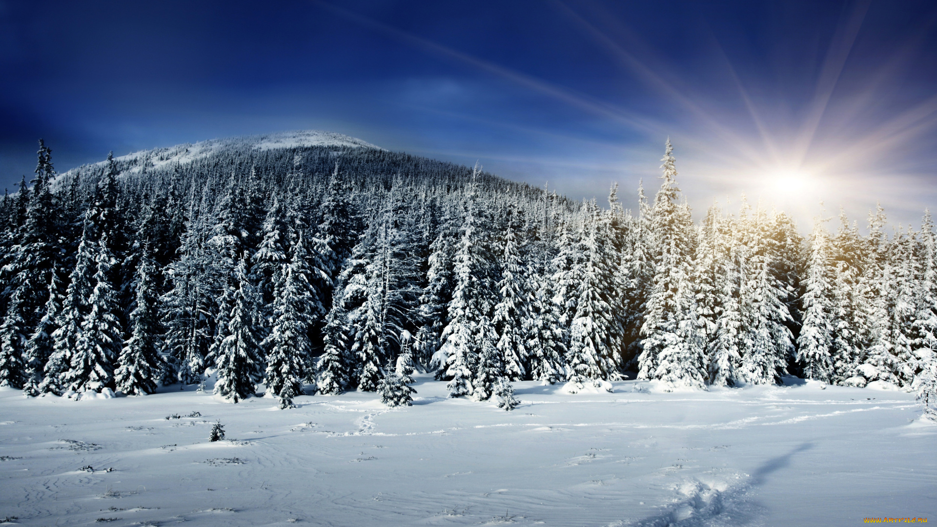 природа, зима, солнце, лес, зила, снег