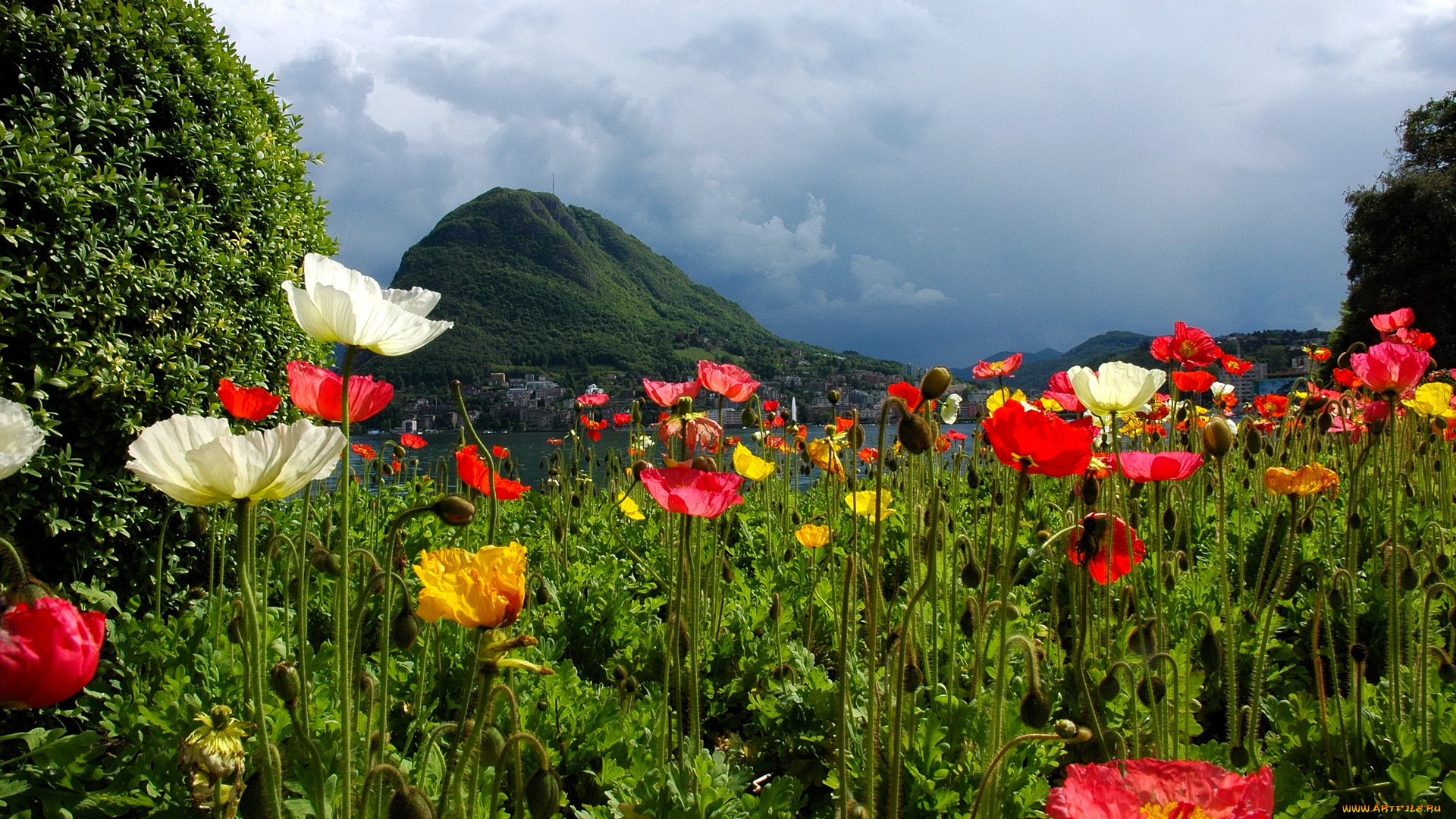 швейцария, тичино, лугано, природа, пейзажи, цветы, горы