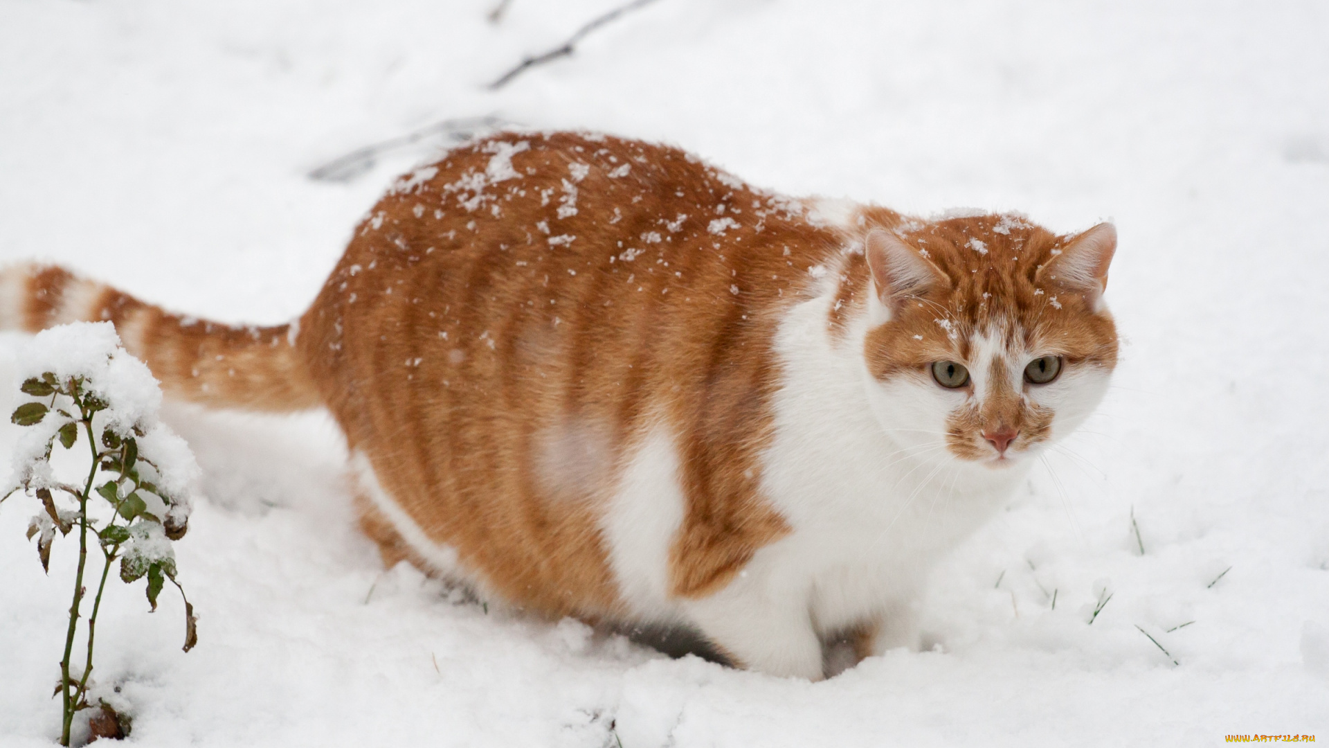 животные, коты, снег, котяра