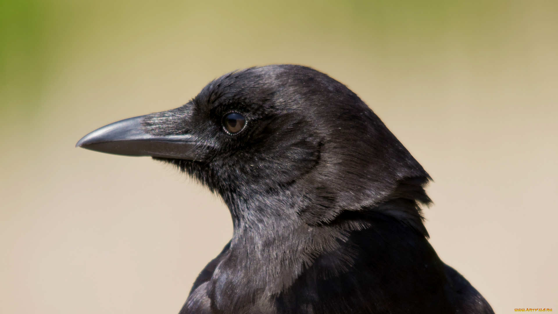 животные, вороны, грачи, галки, взгляд, ворон, raven, bird, профиль