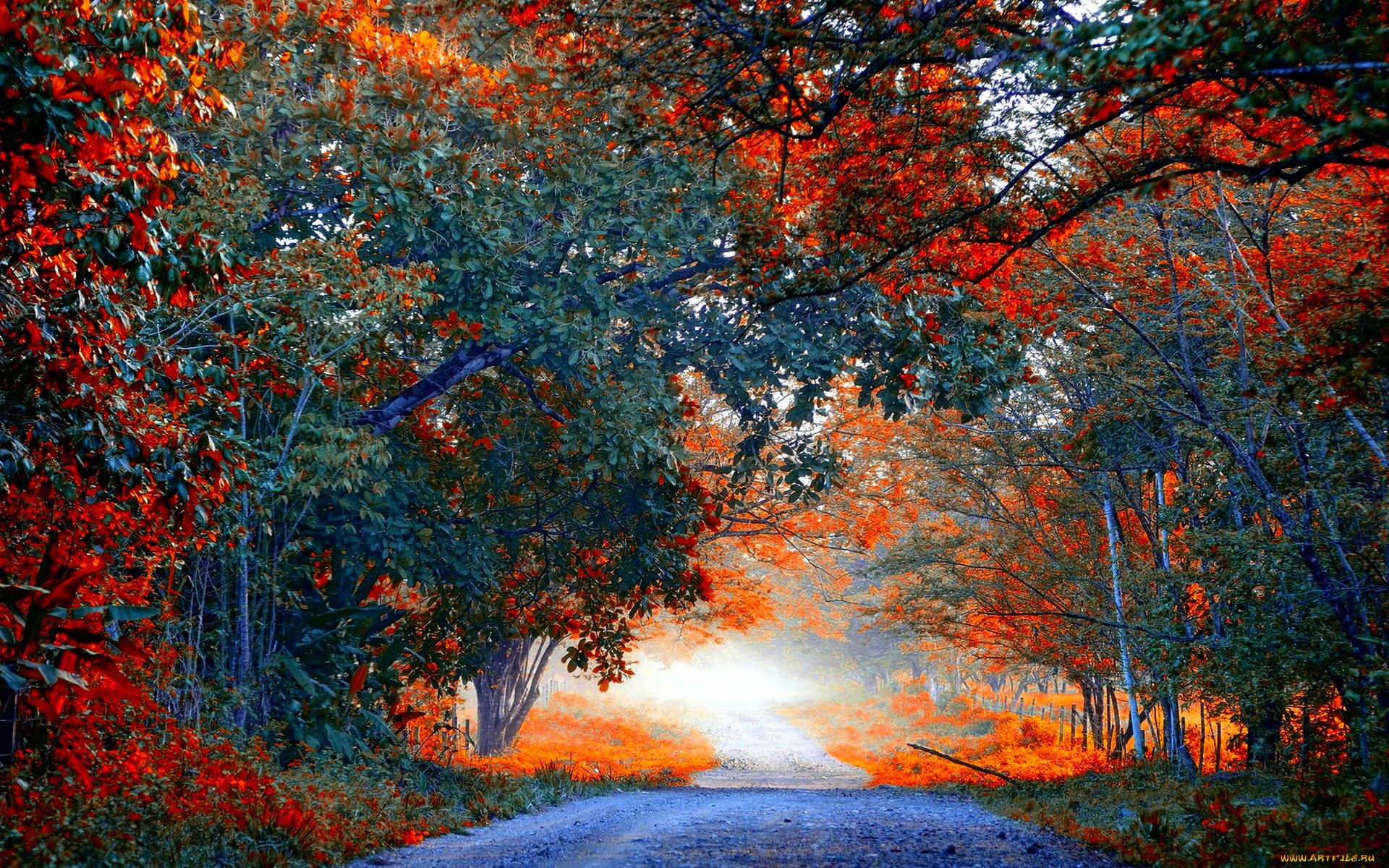природа, дороги, осень, лес, дорога, краски