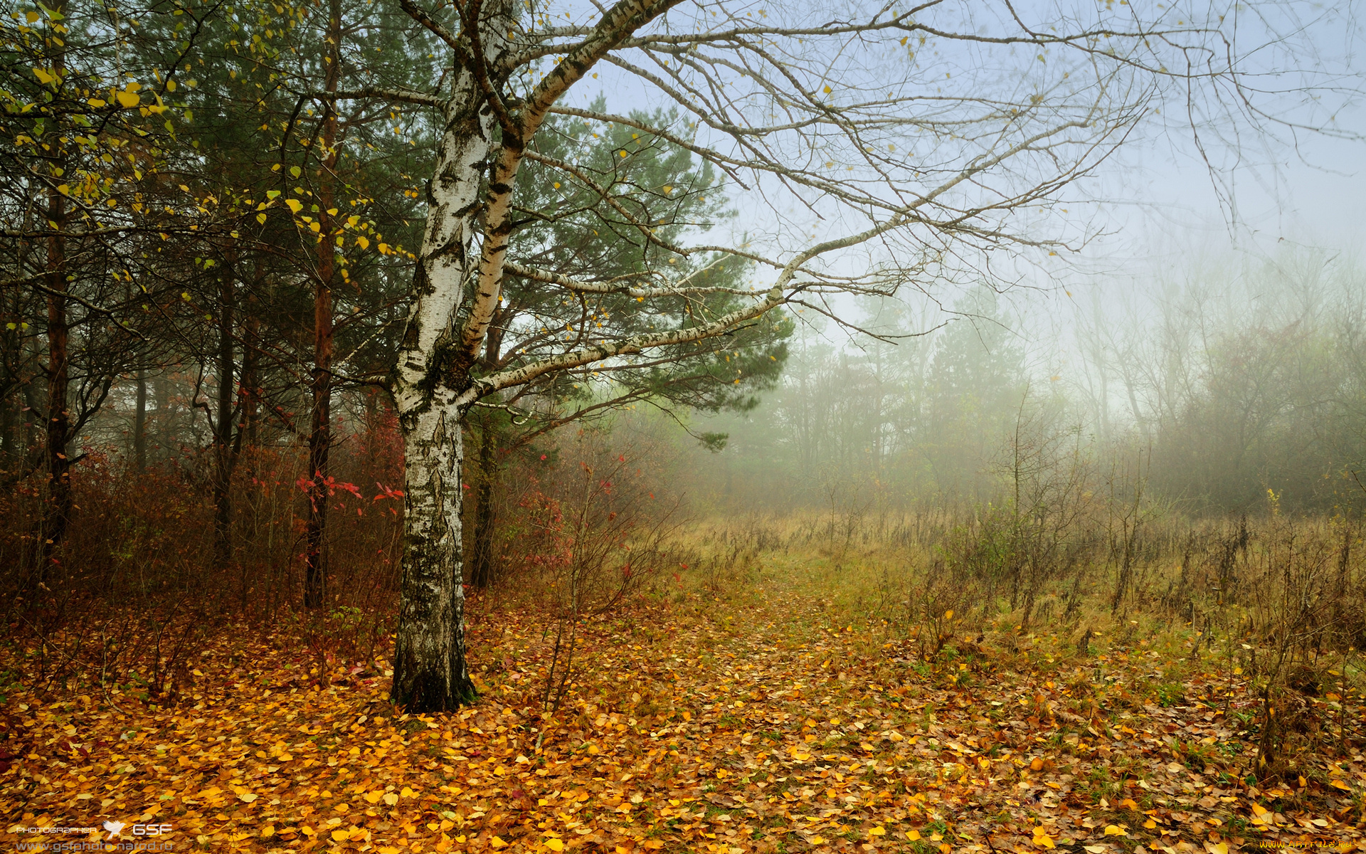 природа, лес, листва, кусты, туман, береза, опушка, осень