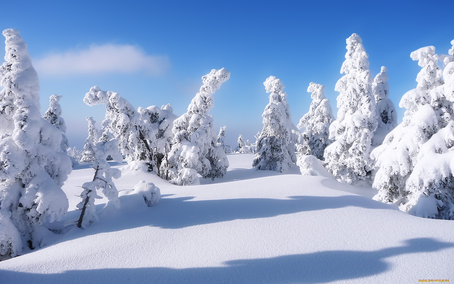 природа, зима, снег, сугробы, елки
