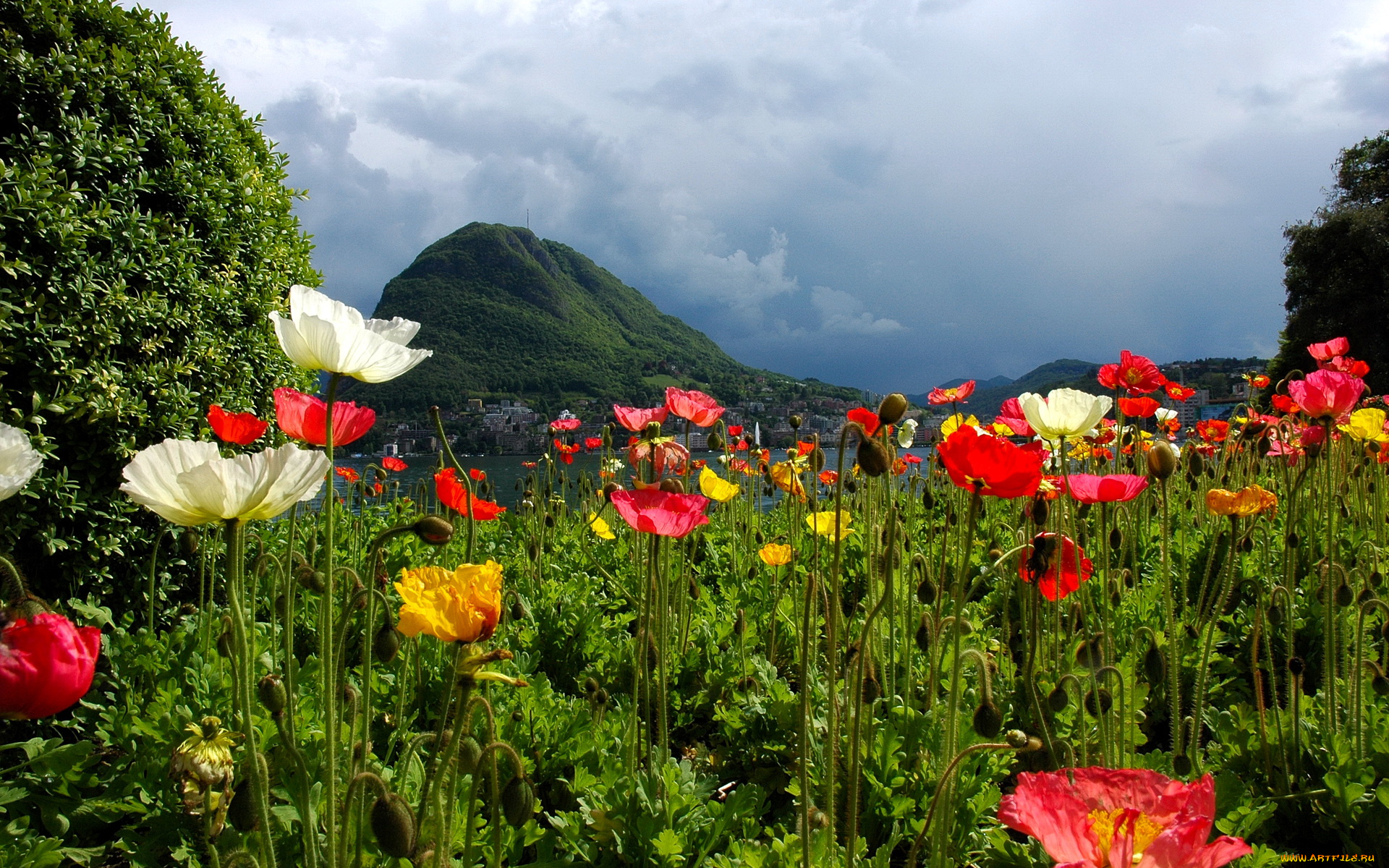 швейцария, тичино, лугано, природа, пейзажи, цветы, горы